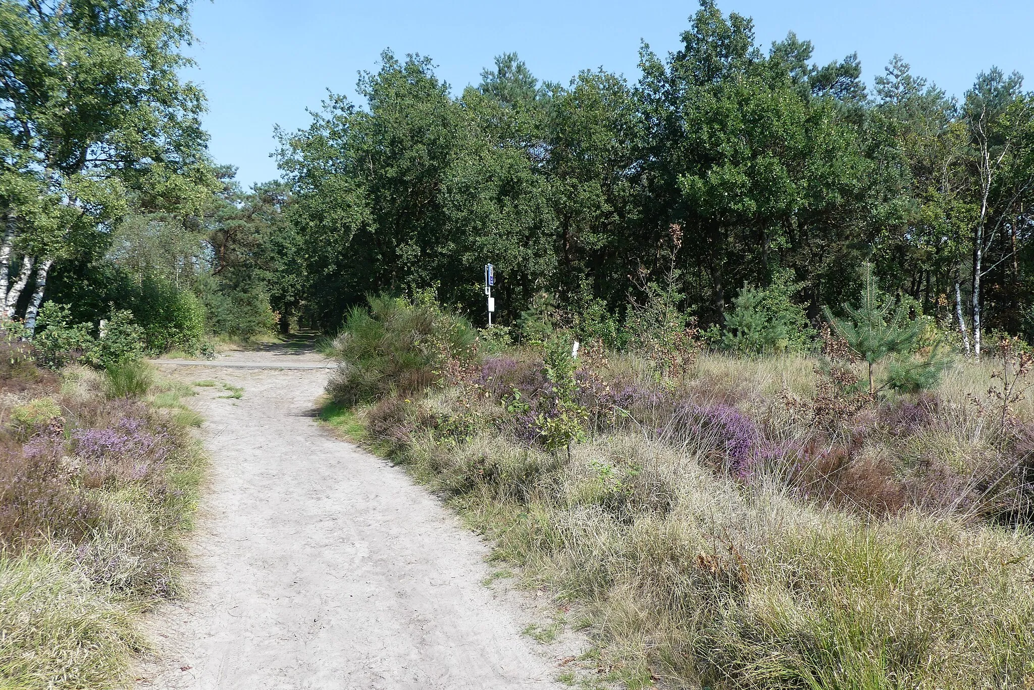 Photo showing: Zicht op een deel van de Rucphense Heide. Niet ver  van Rucphen en Schijf