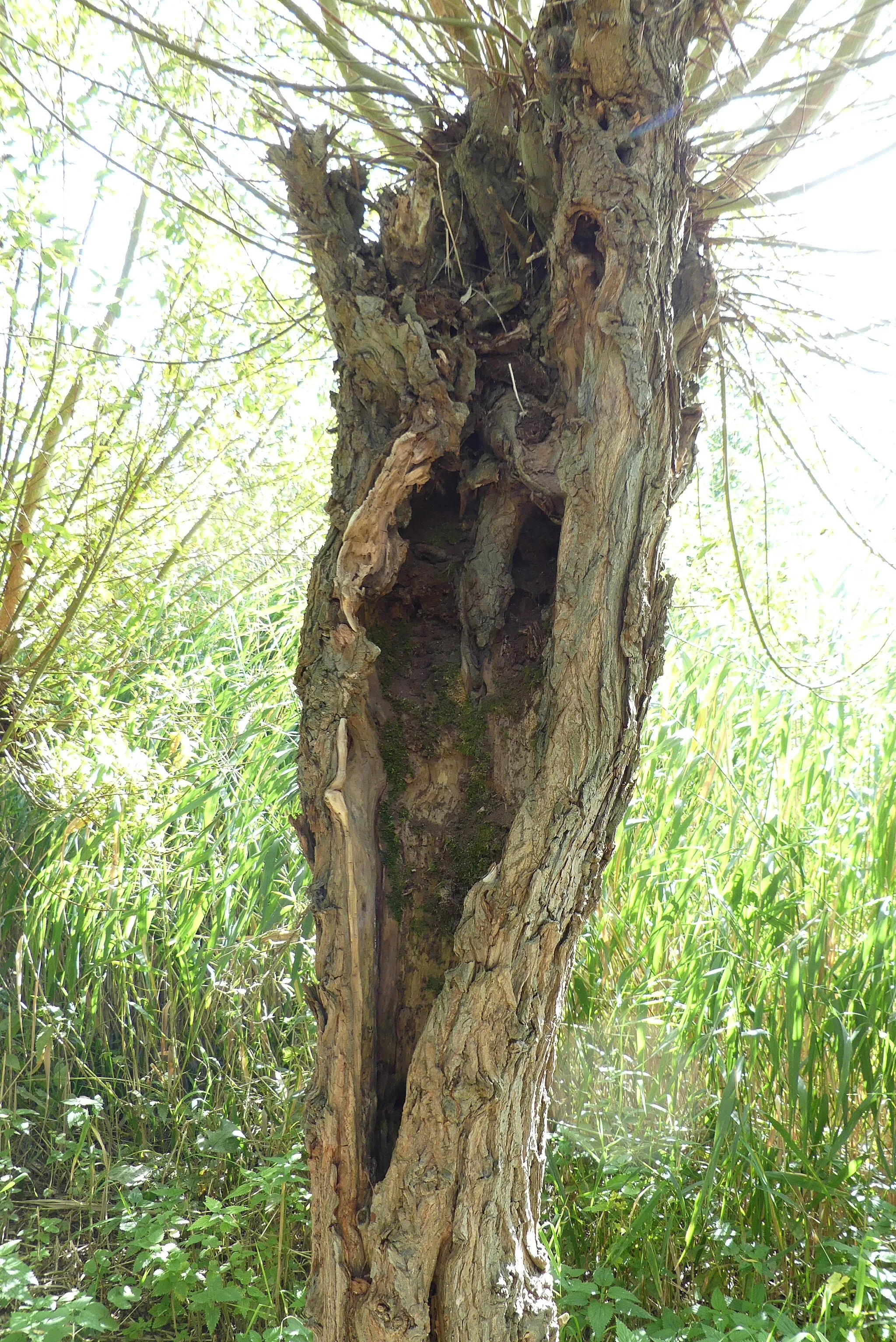 Photo showing: Zicht op een deel van het natuurgebied de Rhoonse Grienden gelegen naast de Jachthaven Rhoon