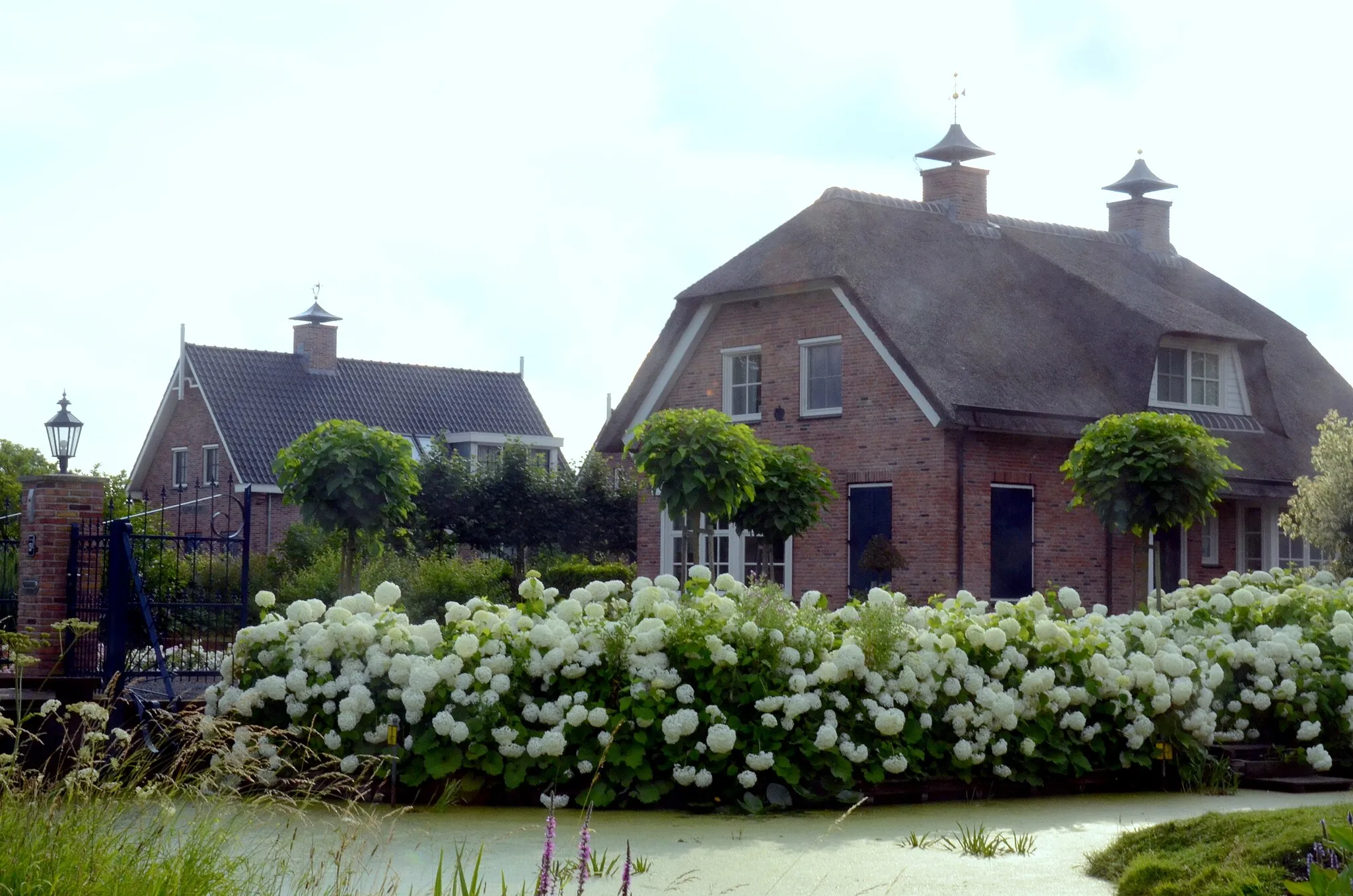 Photo showing: Beautifull Anne Belle Hortensia flowers at Ouderkerk a/d IJssel