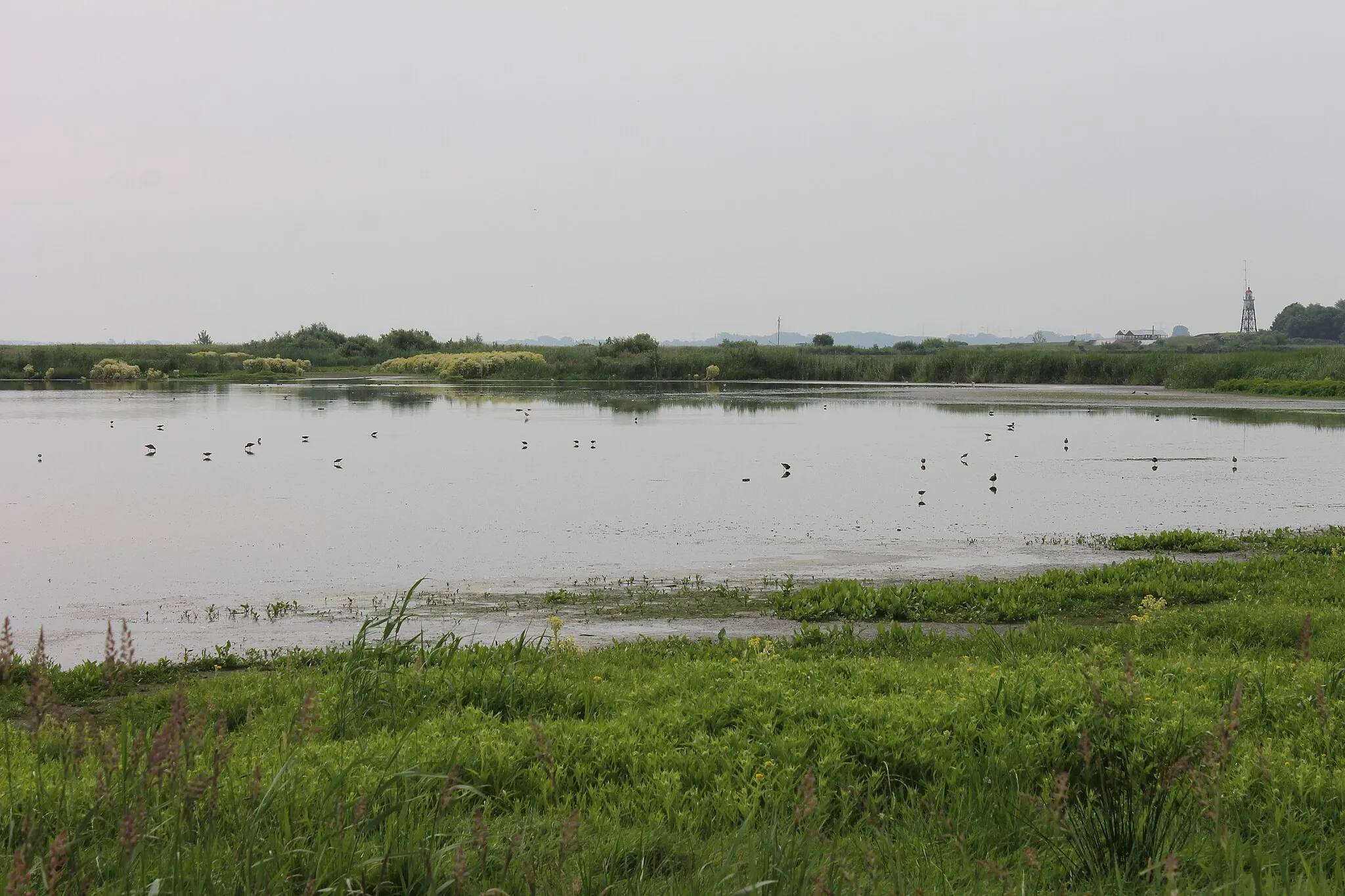 Photo showing: Fouragerende vogels in een ondiepe plas in de polder IJdoorn. Achtergrond rechts: bebouwing op het Vuurtoreneiland. Foto genomen vanaf het vogelkijkpunt.