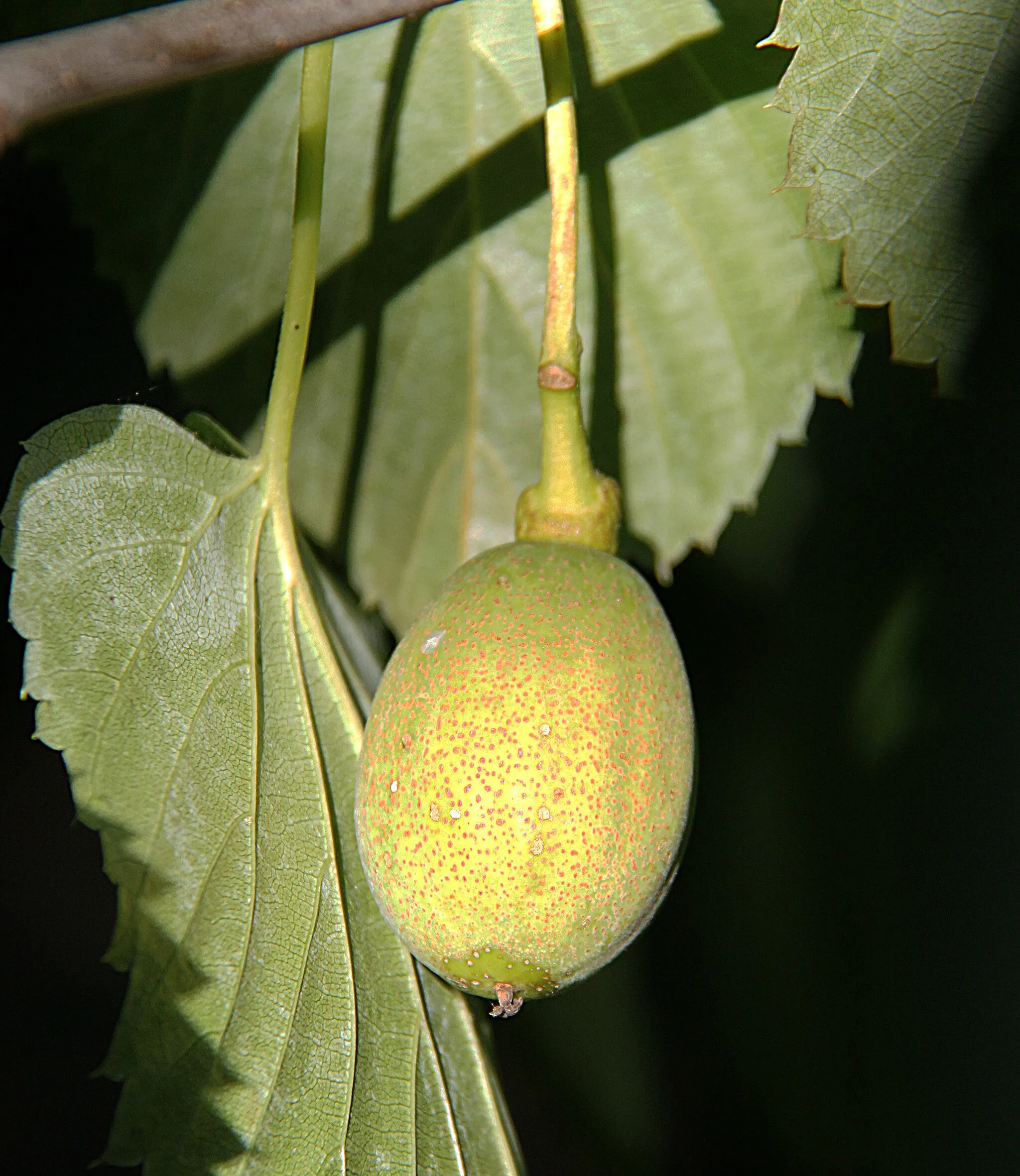 Photo showing: Fruit of Davidiana involucrata, 4 cm long, photographed on 6 August 2016, Rozenburg, Netherlands
