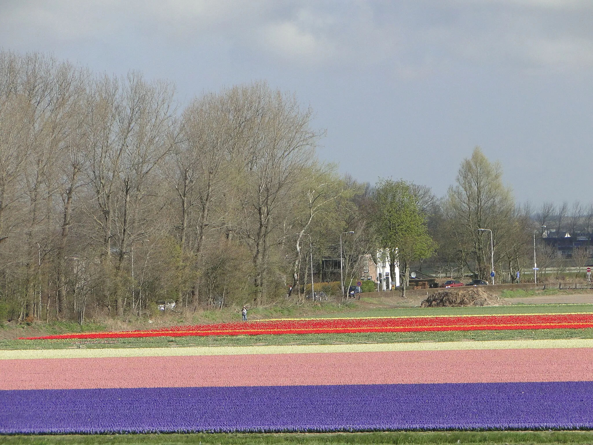 Photo showing: Keukenhof