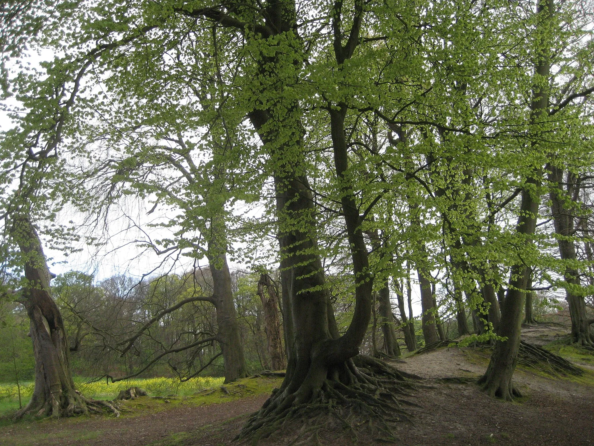 Photo showing: Landgoed De Horsten, Wassenaar/Voorschoten. Bomen