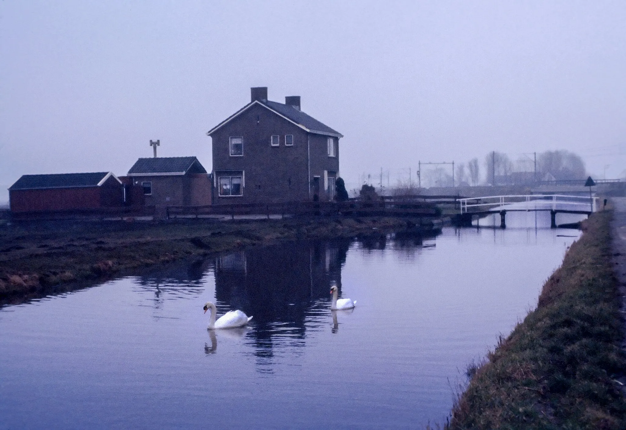 Photo showing: Swans in the Voorwegwetering Canal at 190 Voorweg in Zoetermeer, Netherlands - May 1978
