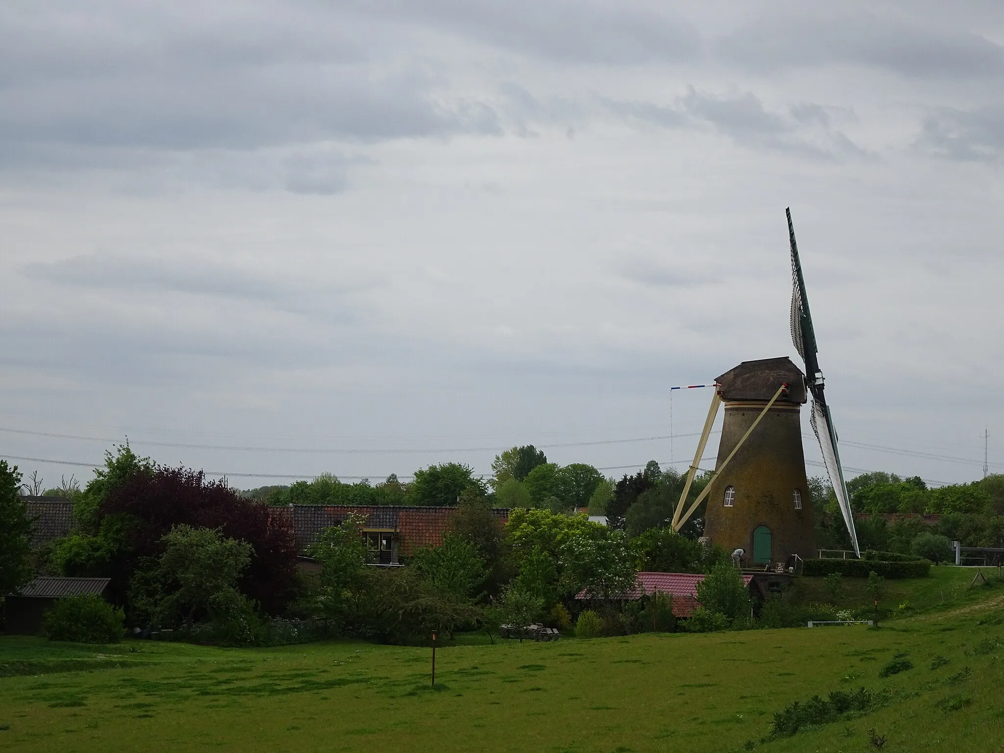 Photo showing: Mill The lily