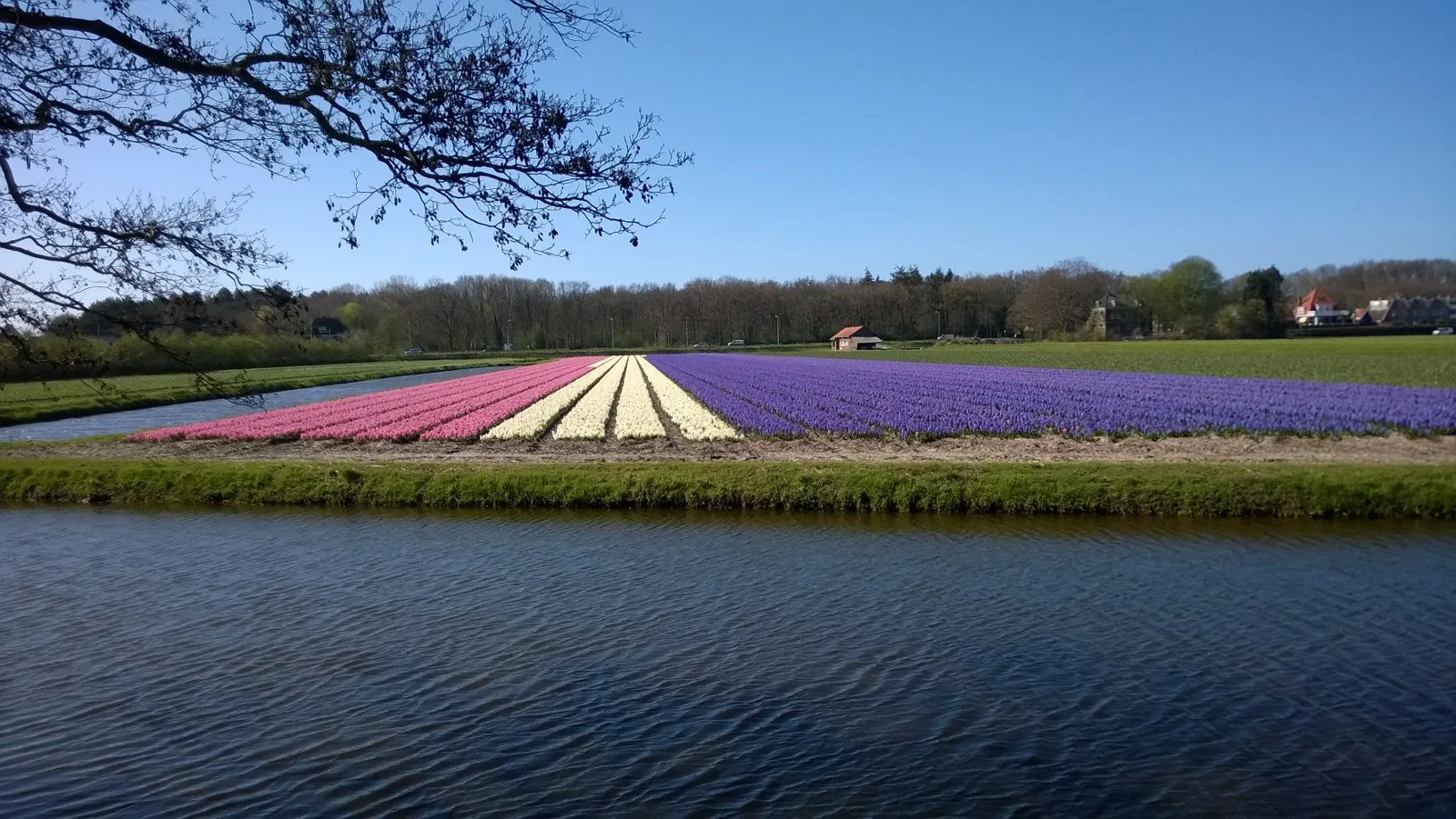 Photo showing: Blooming Hyacinths in Bennebroek, April 2018