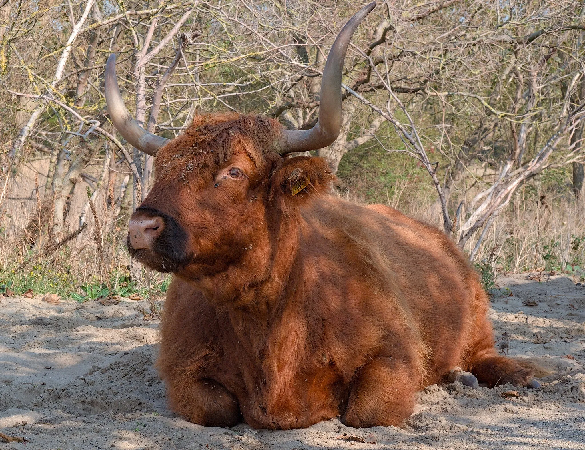 Photo showing: Scottish Highland cattle lying down in Westduinpark, The Hague