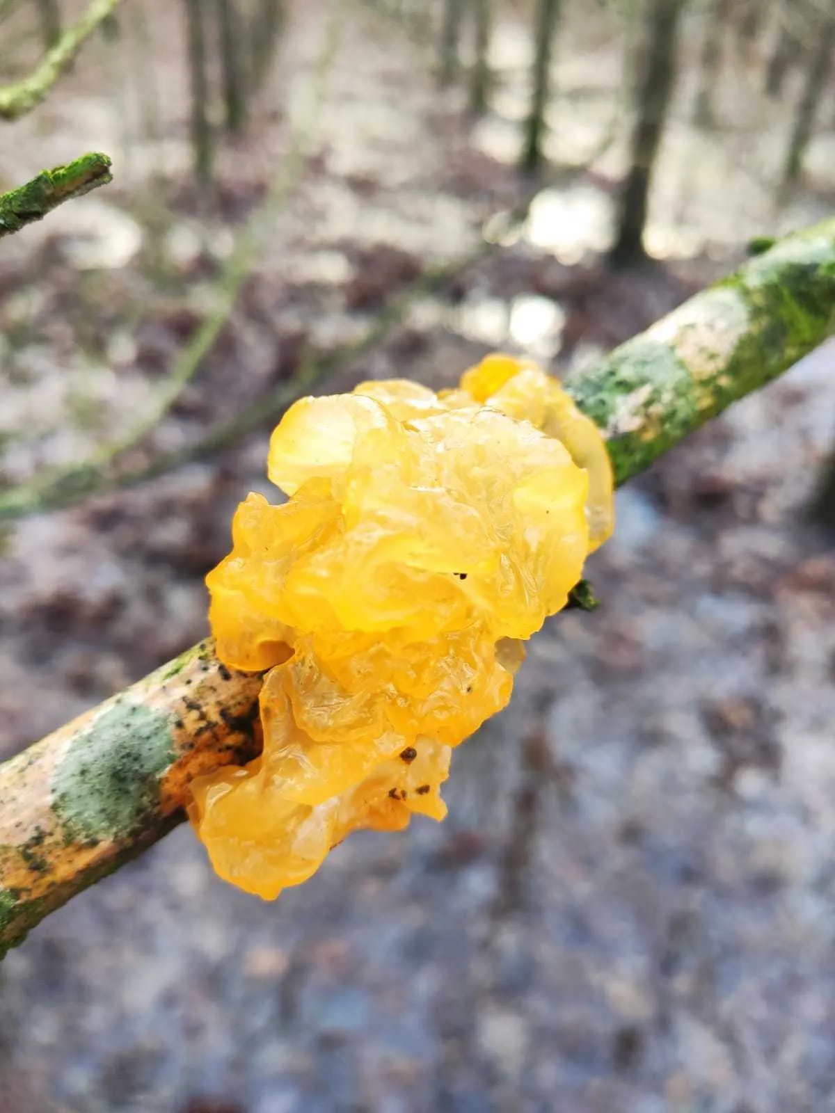 Photo showing: witch's butter (Tremella mesenterica)