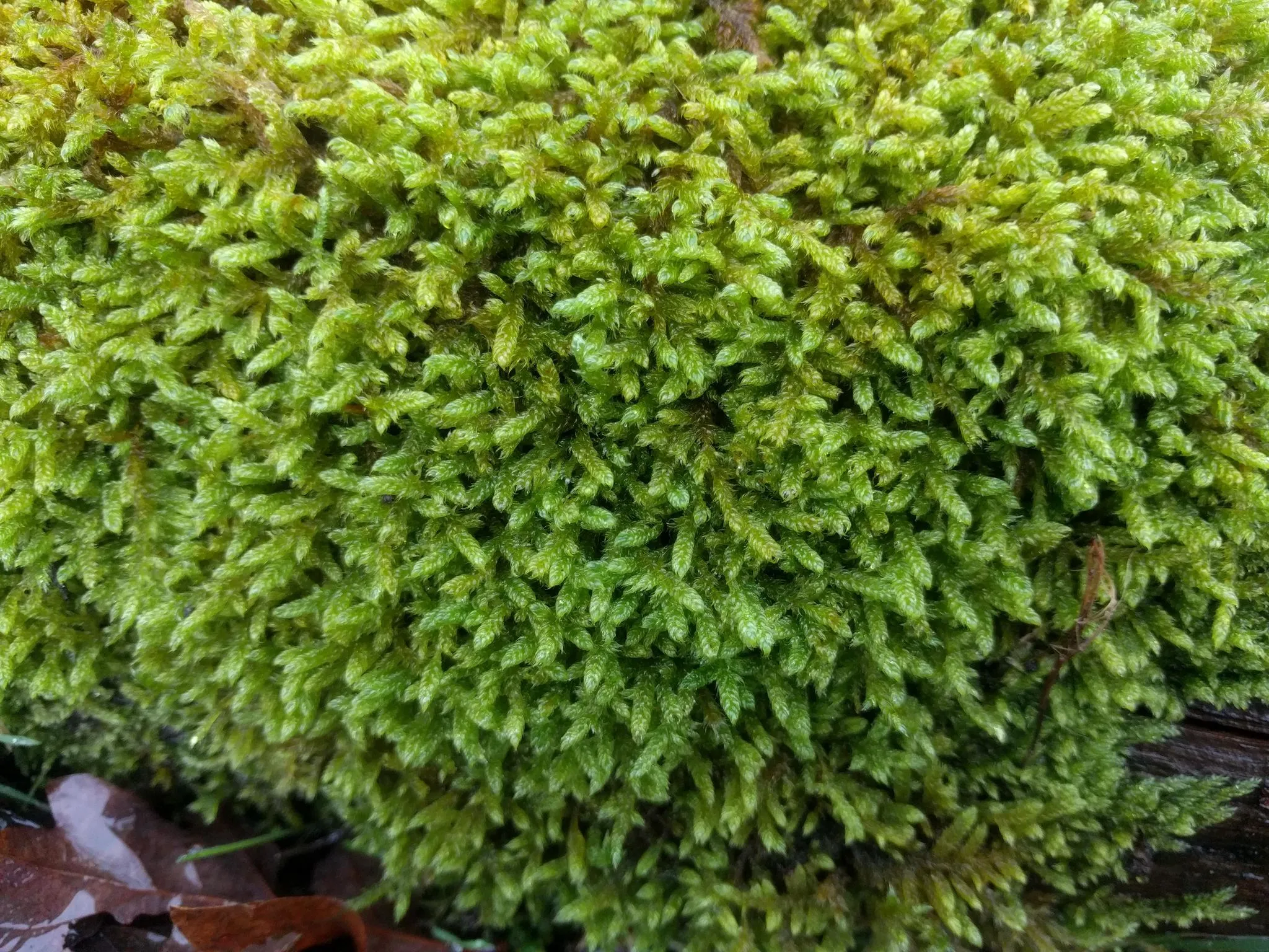 Photo showing: Cypress-leaved Plait-moss (Hypnum cupressiforme)