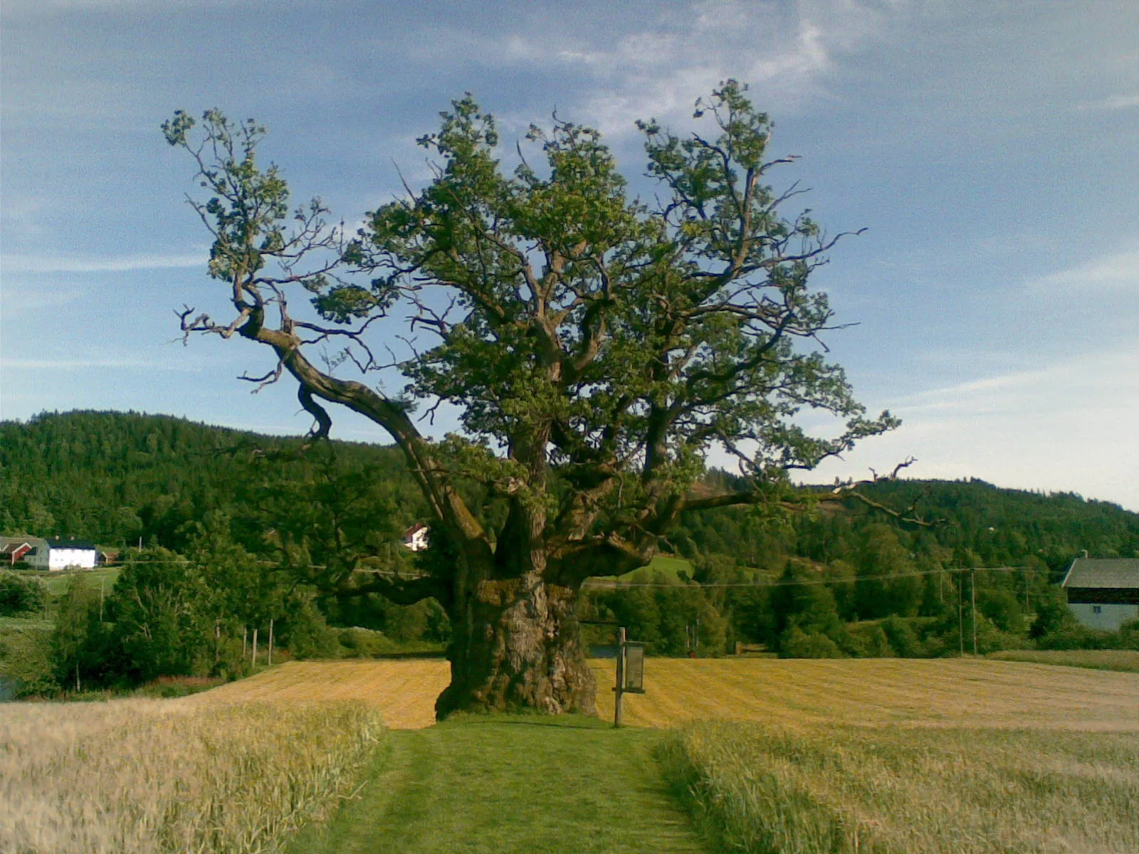 Photo showing: Mollestadeika, Birkenes, Norway