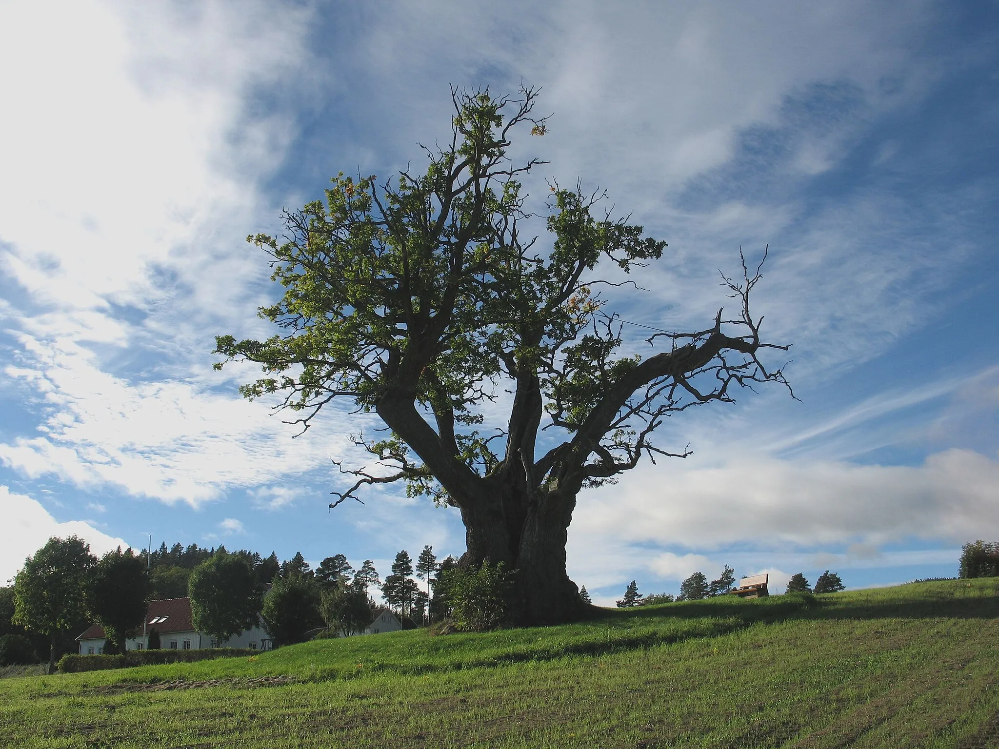 Photo showing: Mollestadeika i Birkenes