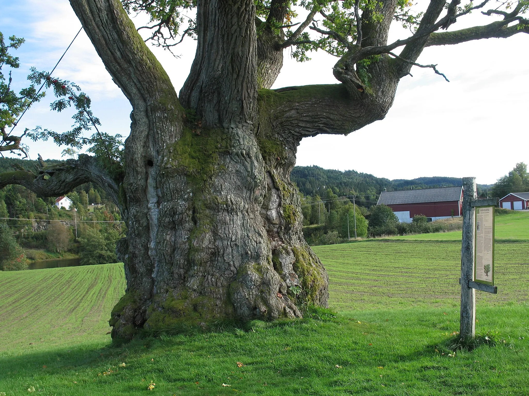 Photo showing: Mollestadeika i Birkenes