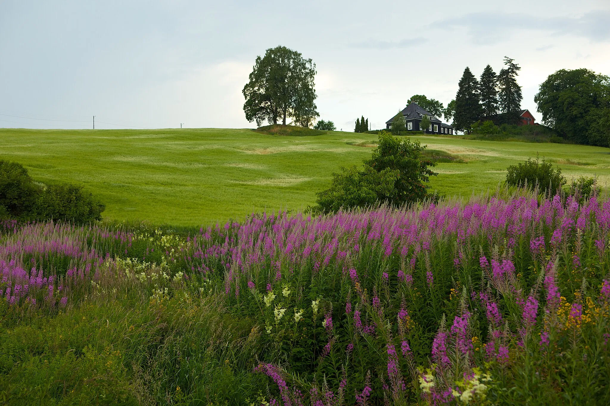 Photo showing: A field in Skien, Norway