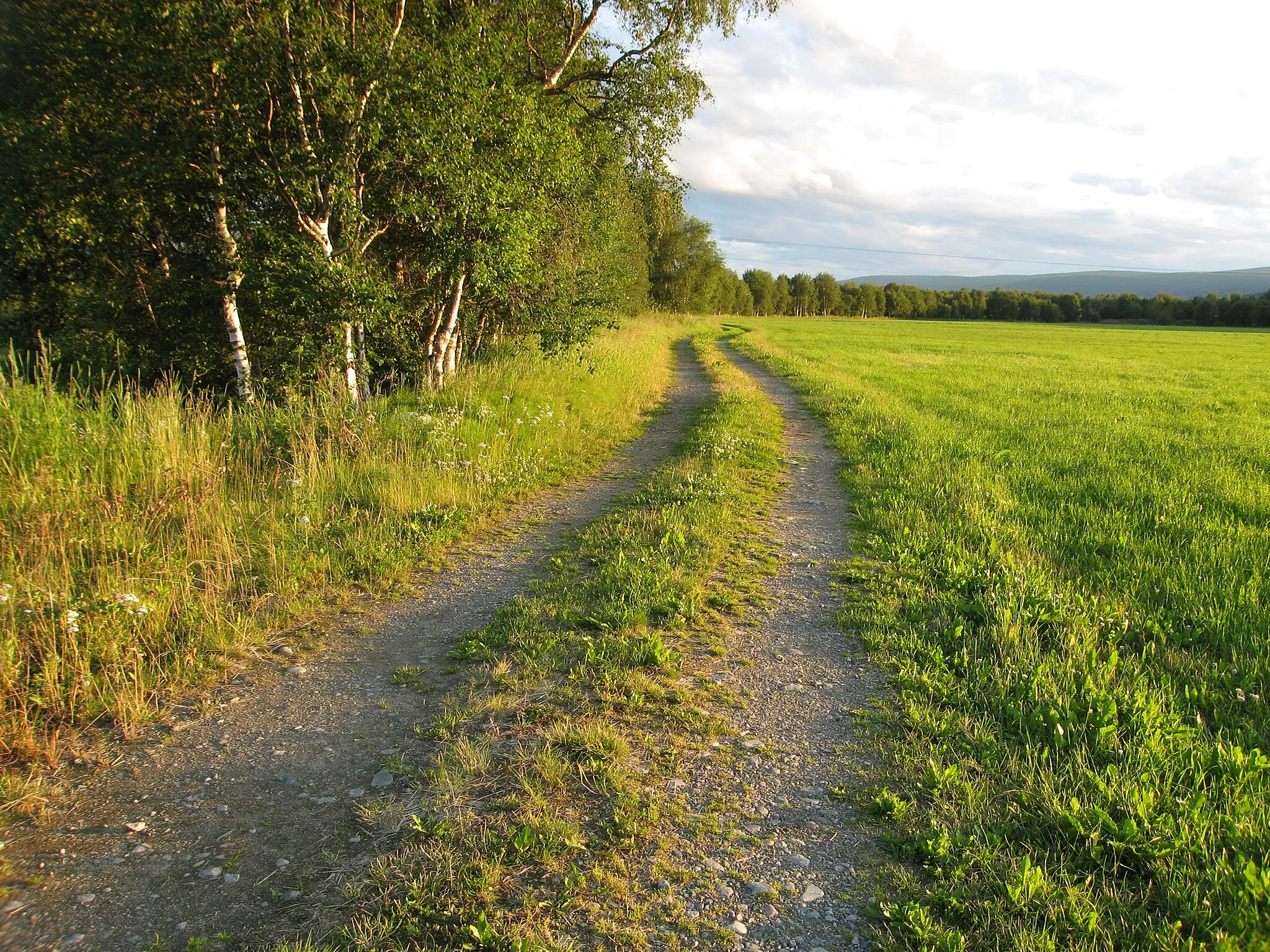 Photo showing: Road by the meadow