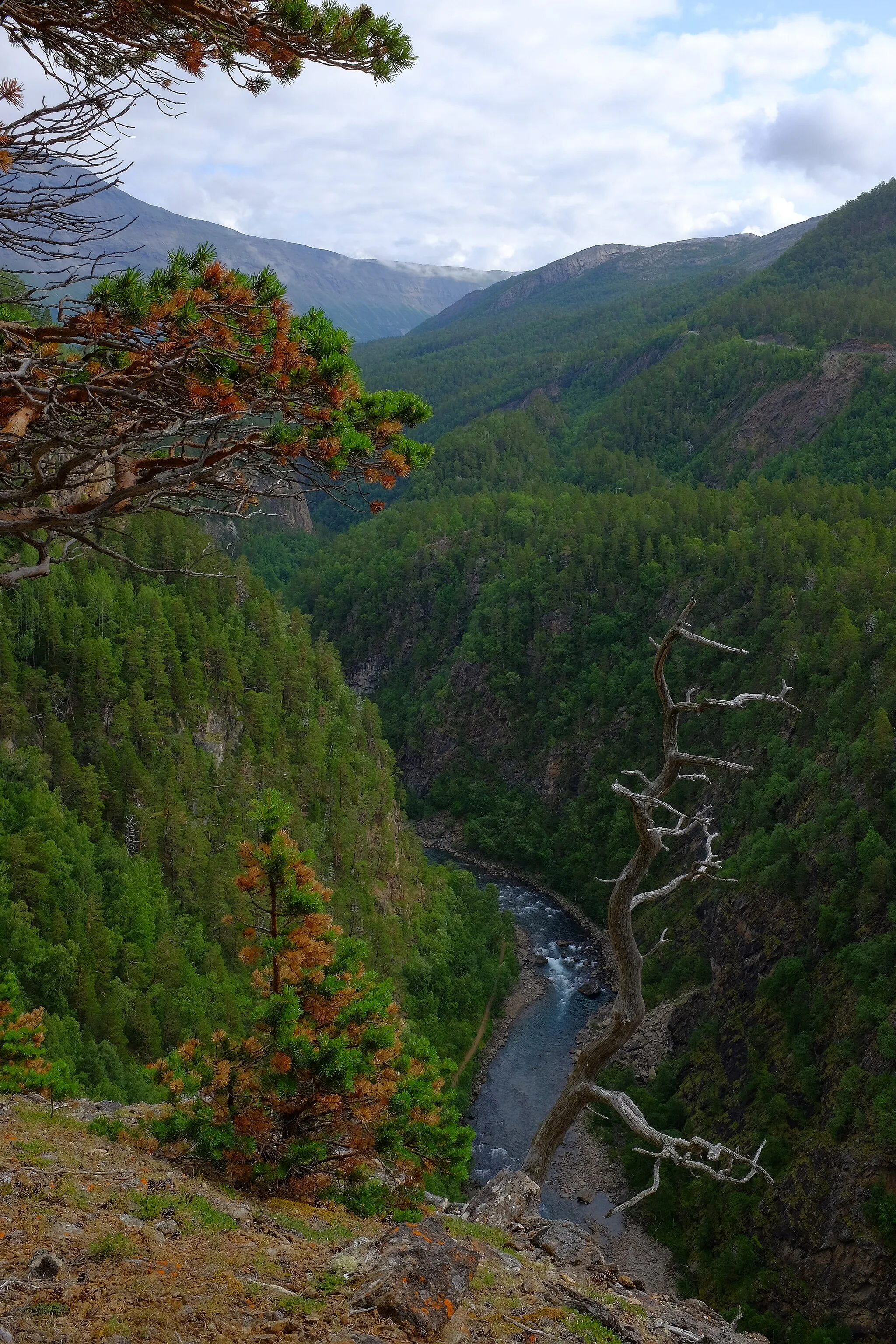 Photo showing: Junkerdalsura Nature Reserve in Junkerdal in Saltdal municipality in Nordland. The nature reserve has an area of 13,725 acres. The area is protected in order to preserve a large forest trail from valley bottom to low mountain with all natural plant and animal life and with all the natural ecological processes.