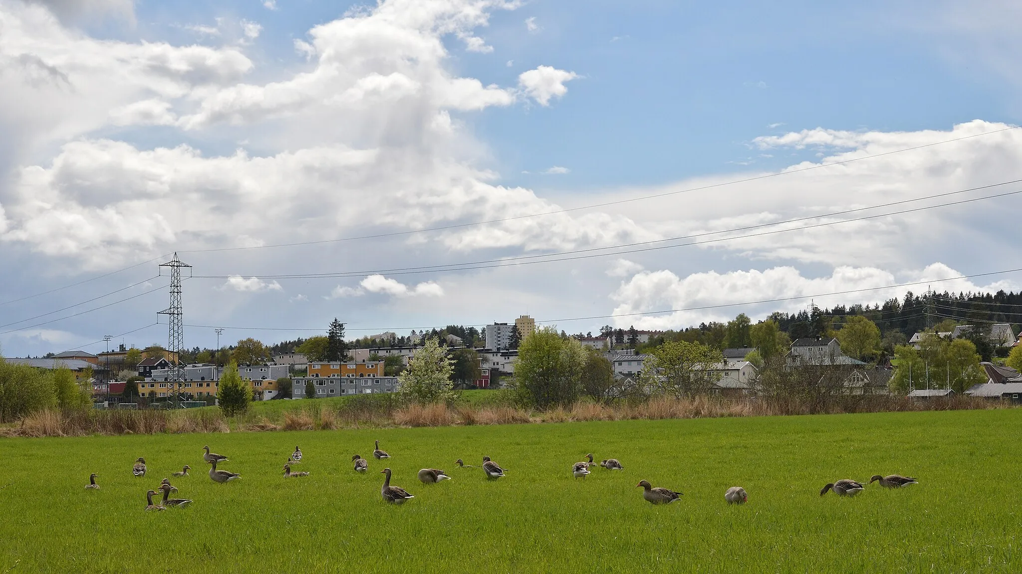 Photo showing: Greylag Geese (Anser anser) in Oslo, Norway.