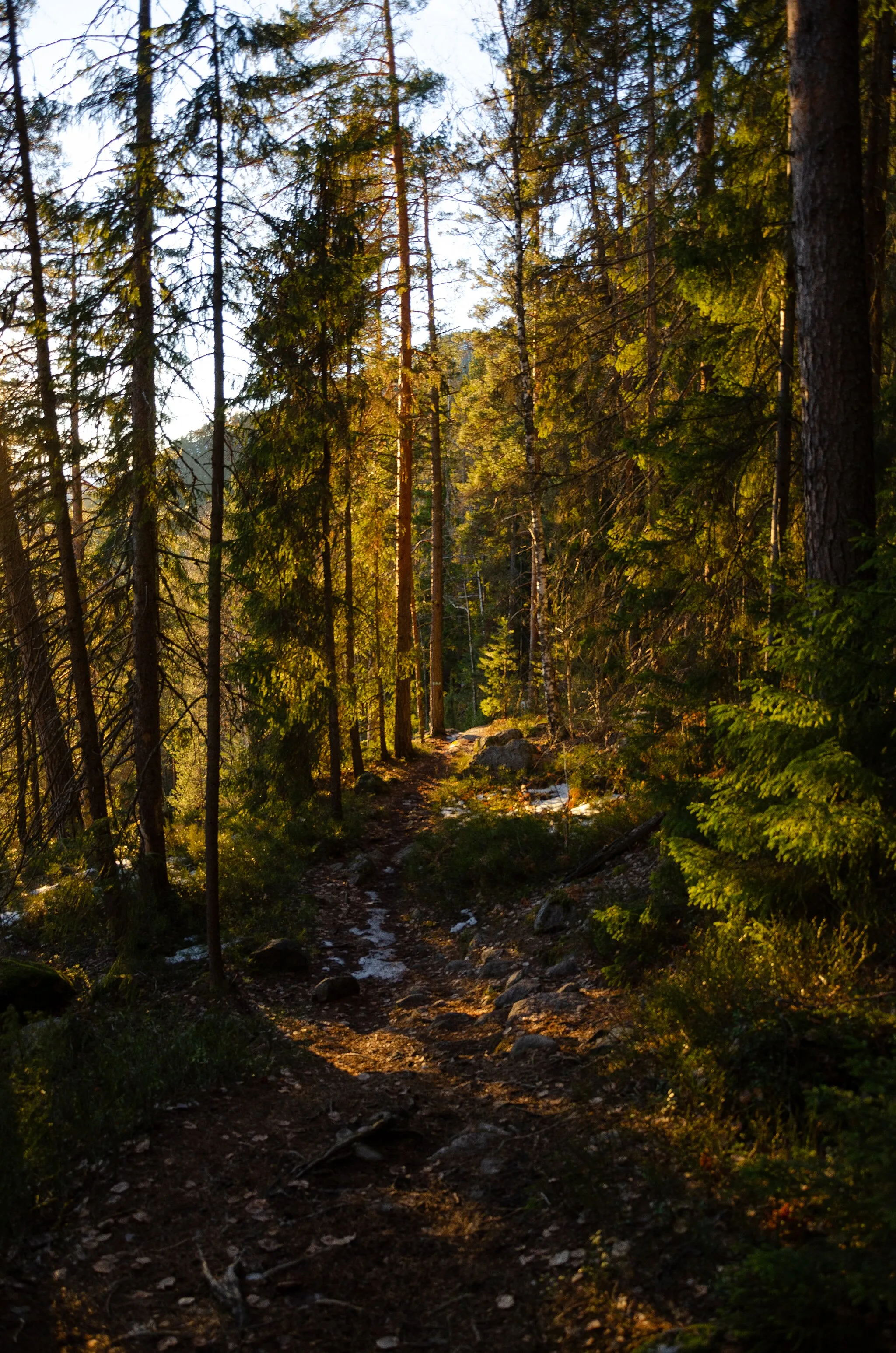 Photo showing: Trees near Knabben in Drammen, Norway.