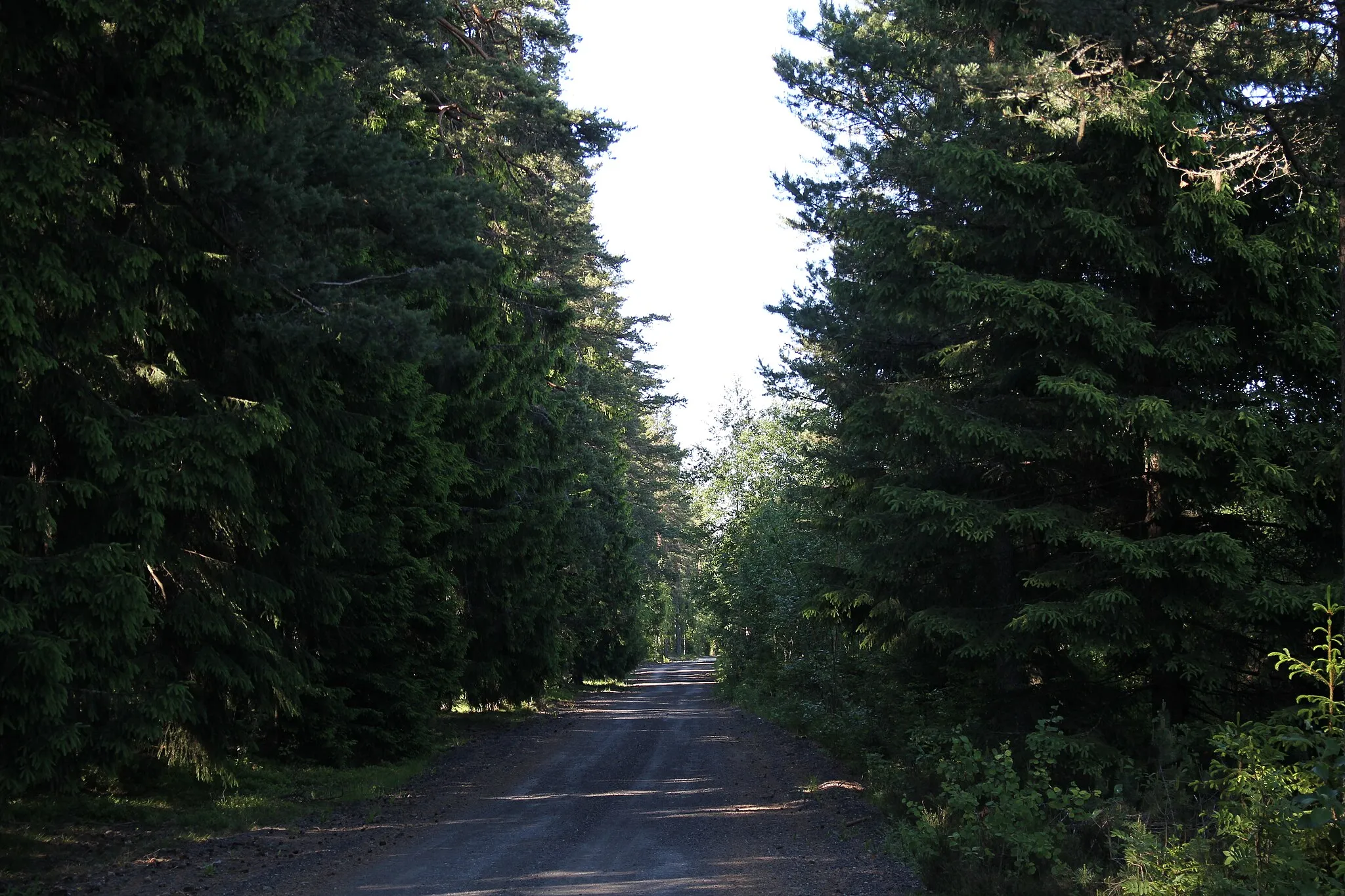 Photo showing: Access road for plane spotting