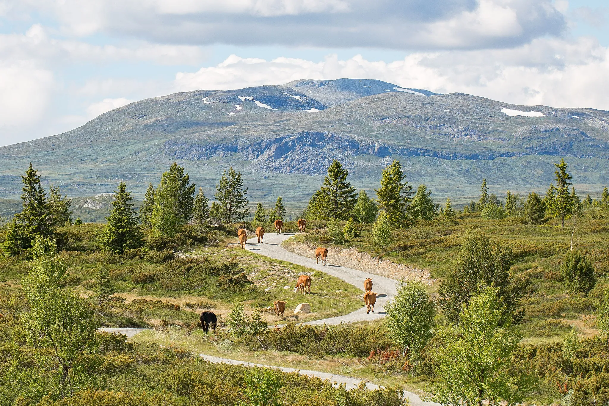 Photo showing: Cows in Norway walking with the Grytingen mountain in the background. Torpo, Ål, Norway