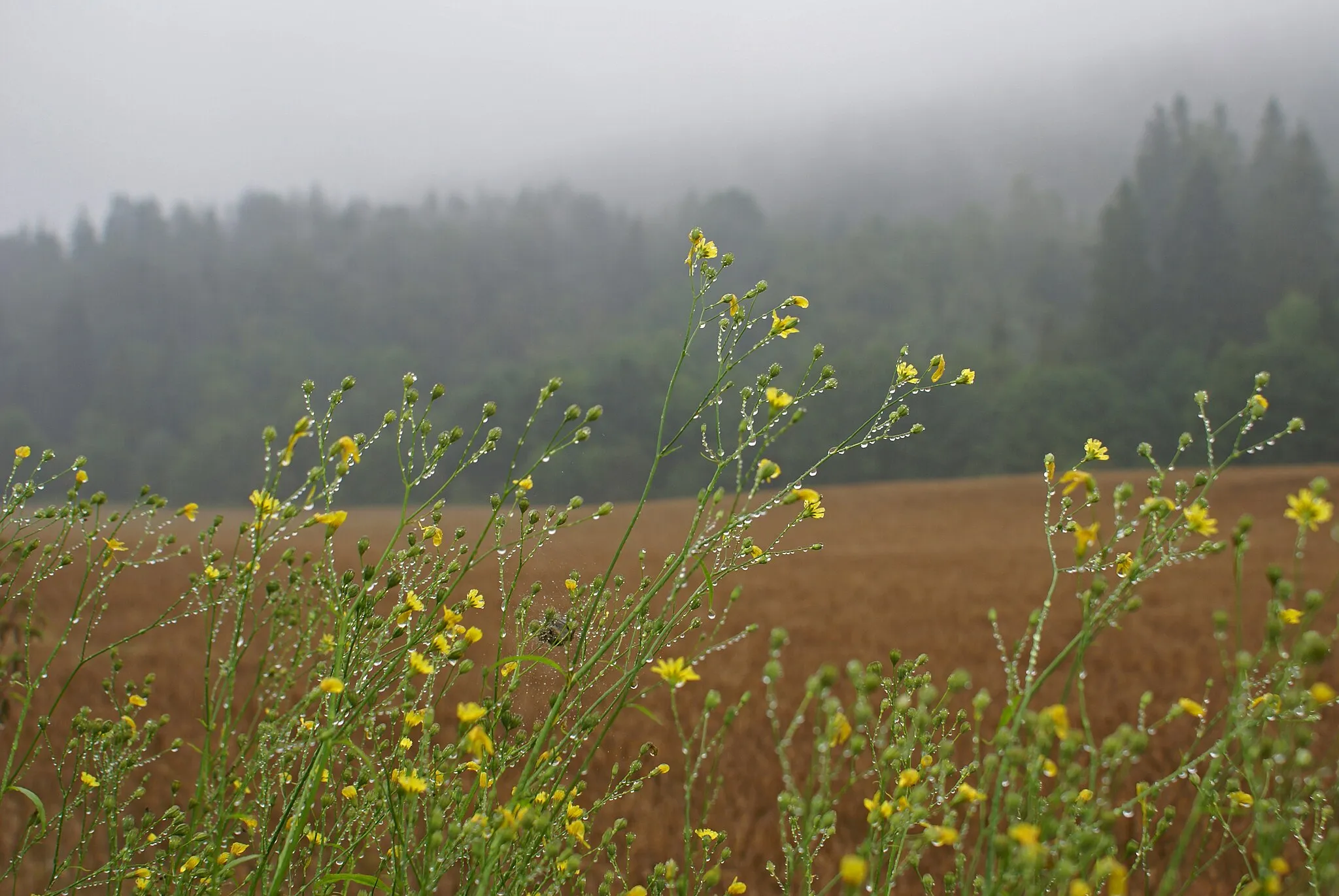 Photo showing: In the rain