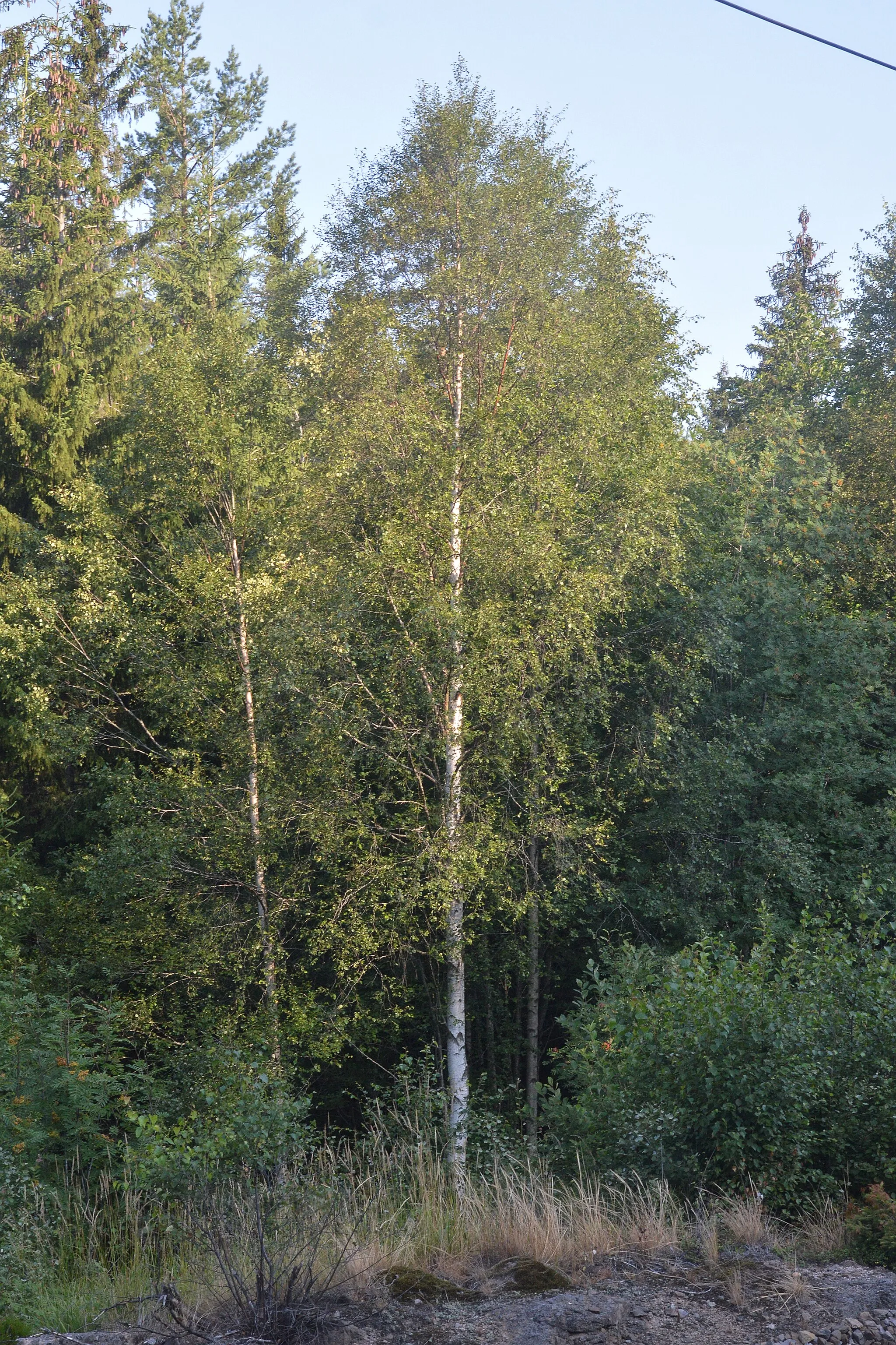 Photo showing: Birch (Betula sp.) in Oslo, Norway.