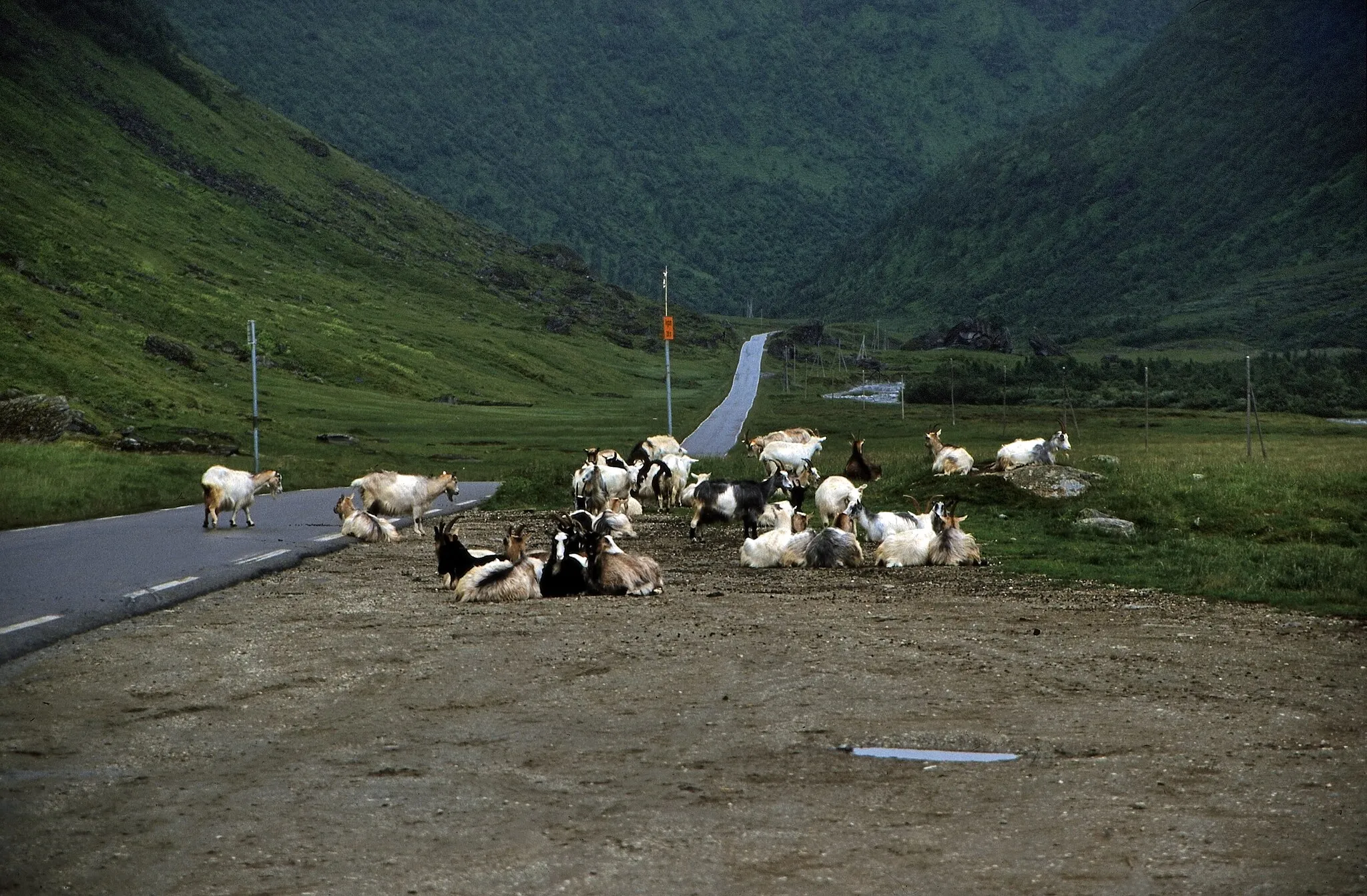 Photo showing: Fahrt von Bergen nach Gudvangen (Tag 4): Abstecher zu dem Vikafjell auf dem Myrkdalsvegen (Riksvei 13).