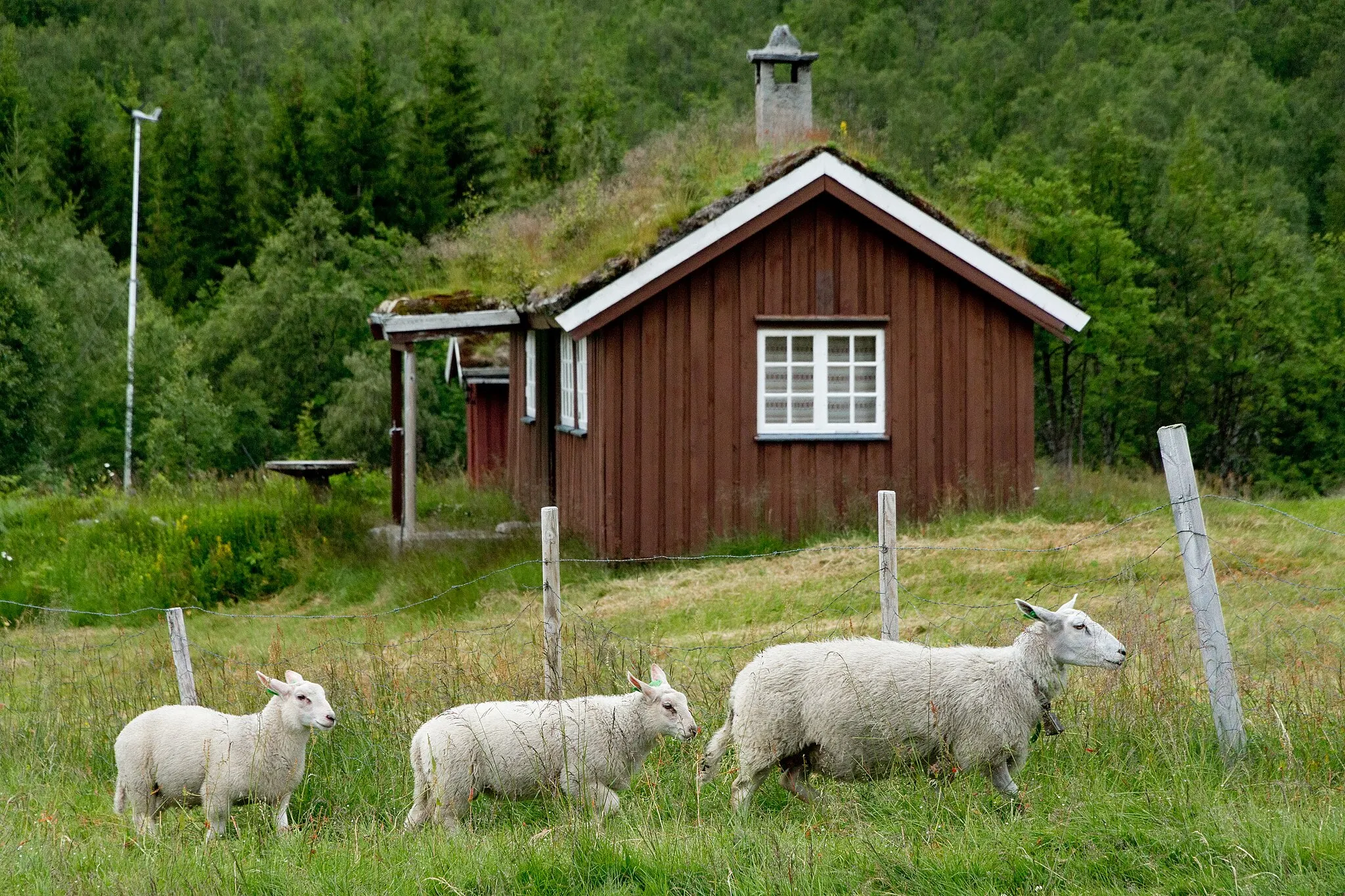 Photo showing: Dala sheep in Øvstestølen in Fjord, Møre og Romsdal, Norway in 2019 July.