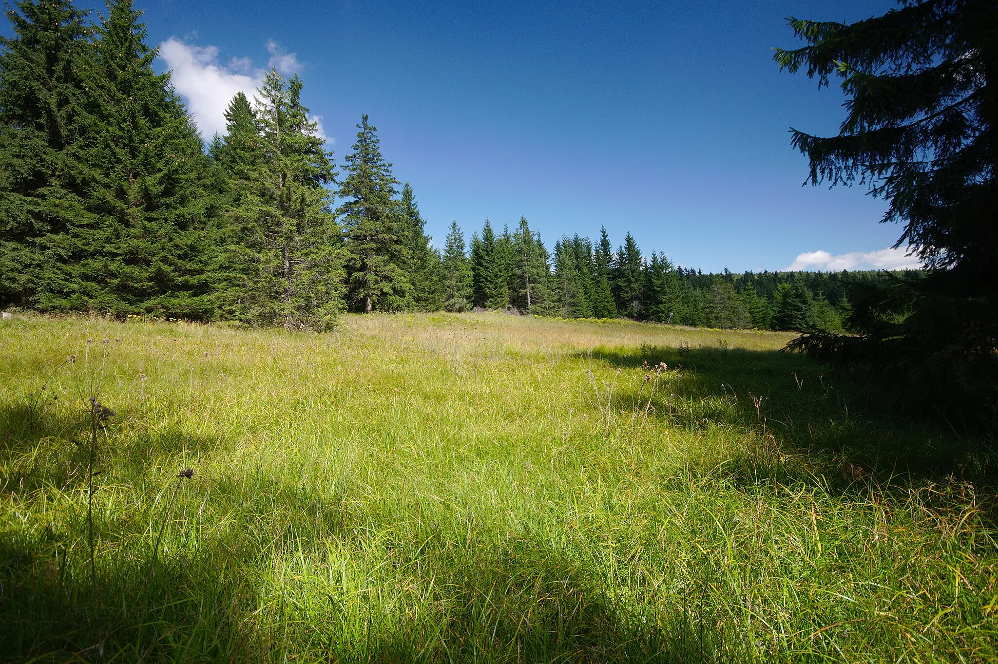 Photo showing: Přírodní památka Rašeliniště pod Pětirozcestím, okres Rychnov nad Kněžnou