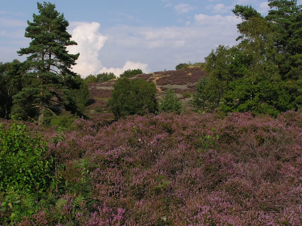 Photo showing: Heath at Bredfjäll, Änggårdsbergen, Göteborg, Sweden