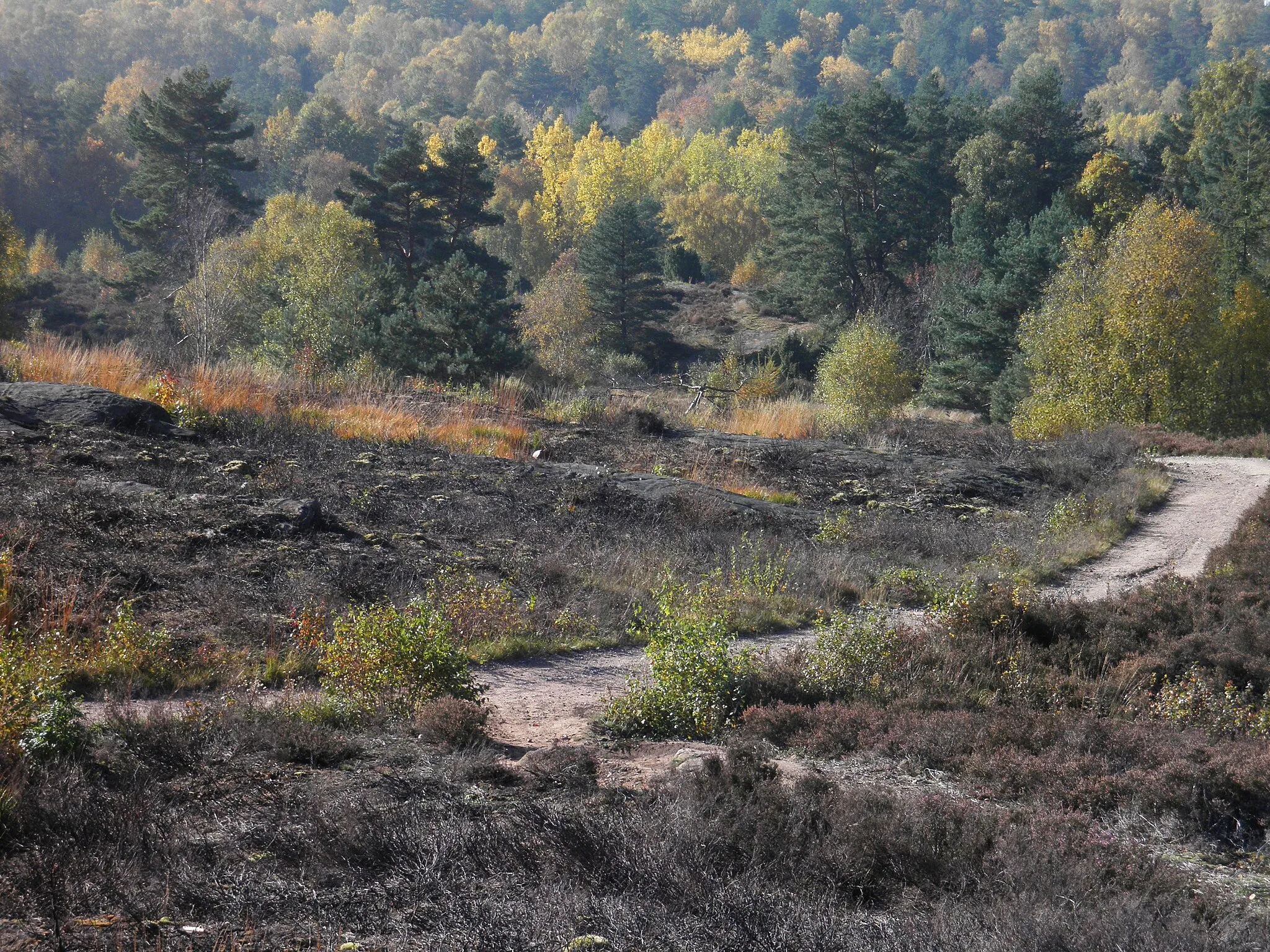 Photo showing: Heath at Bredfjäll, Änggårdsbergen, Göteborg, Sweden