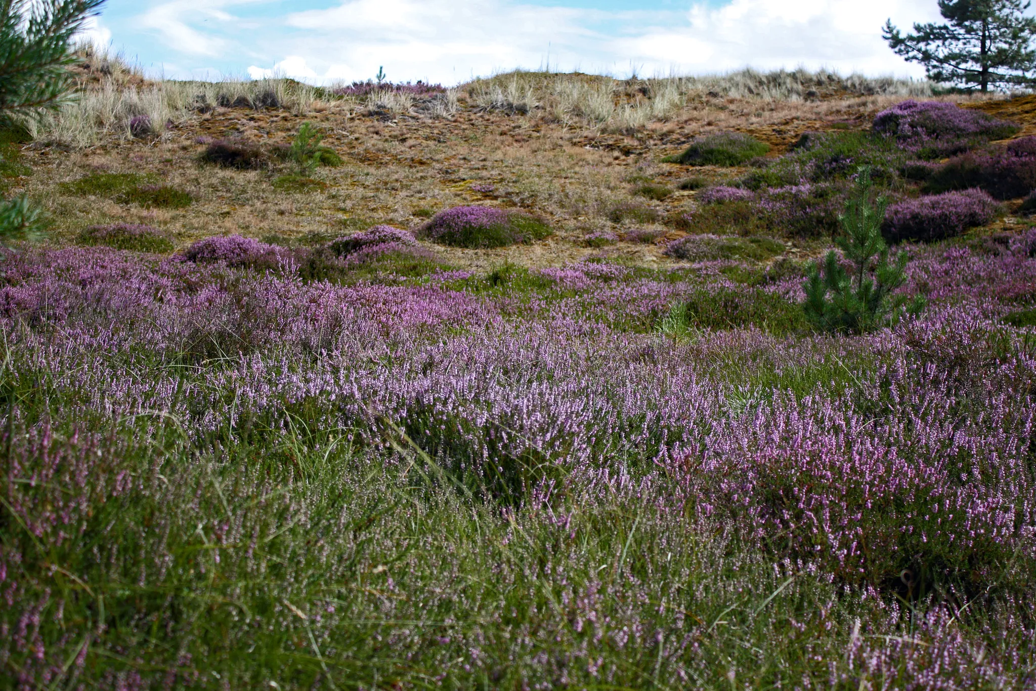 Photo showing: 500px provided description: Amrum [#Deutschland ,#Meer ,#Nordsee ,#Amrum]