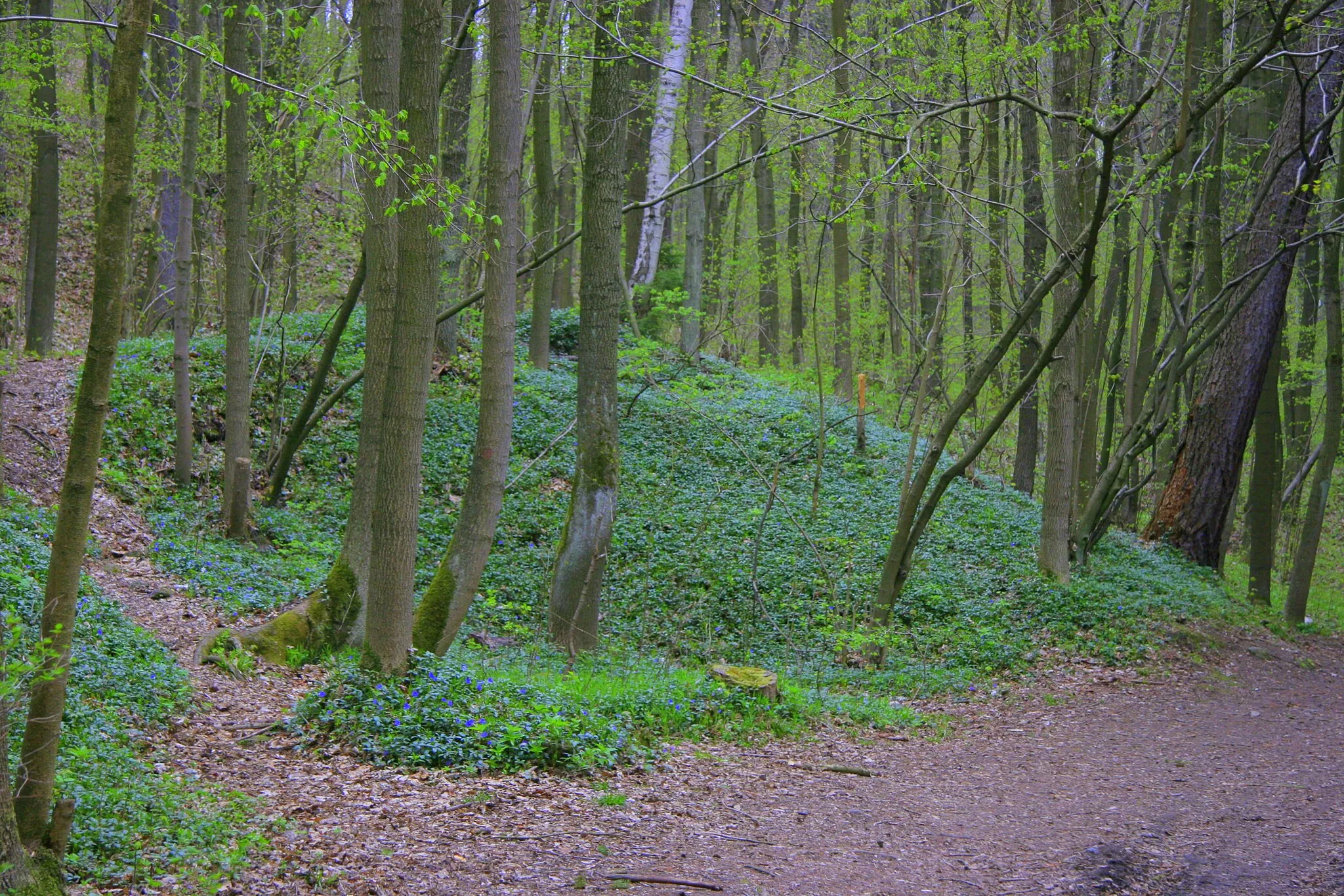 Photo showing: Brzegi wąwozu pokryte barwinkiem