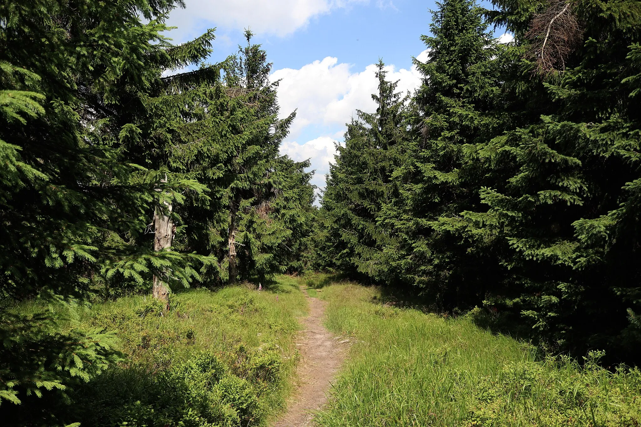 Photo showing: kopec ve Zdobnici, v Orlických horách