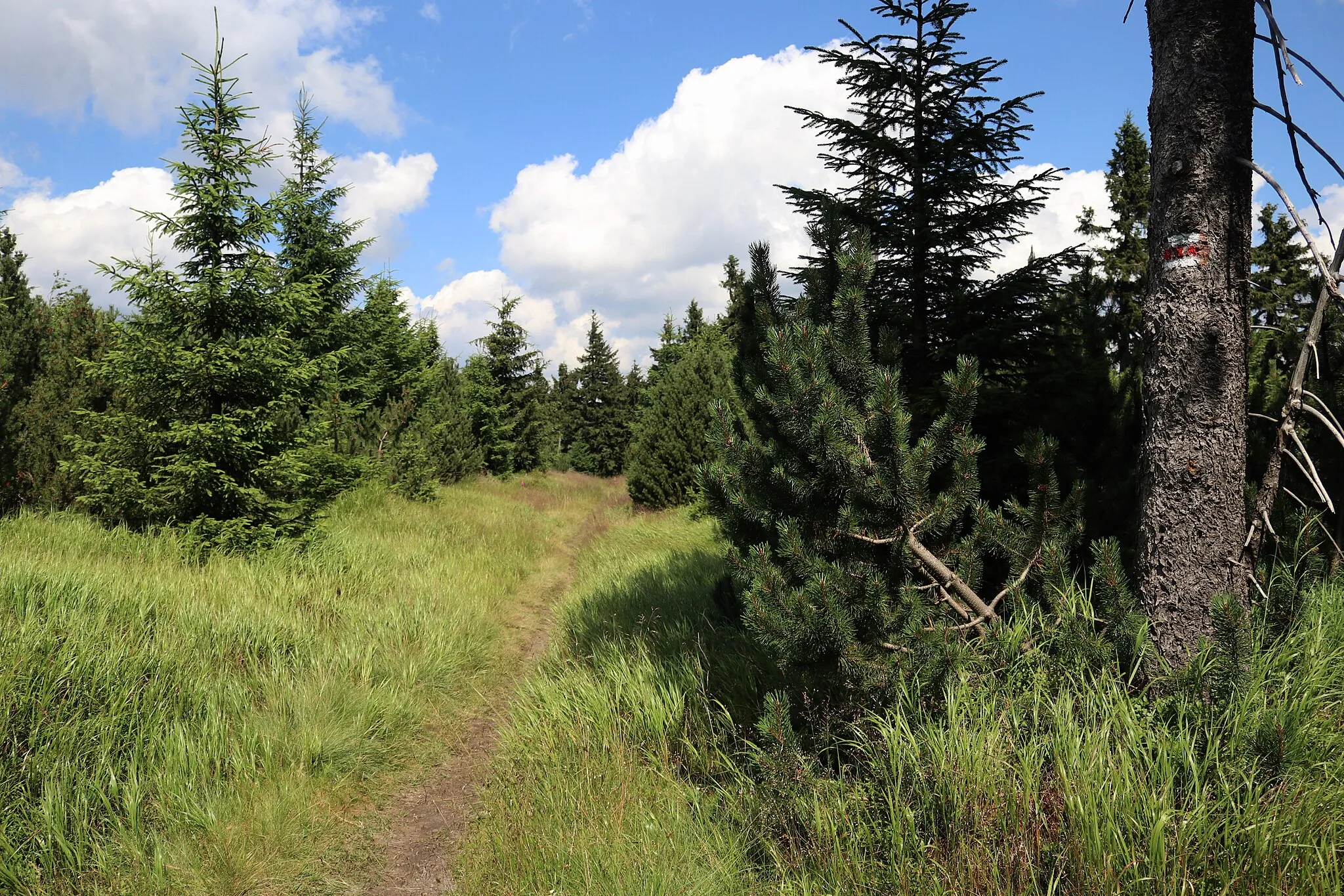 Photo showing: kopec ve Zdobnici, v Orlických horách