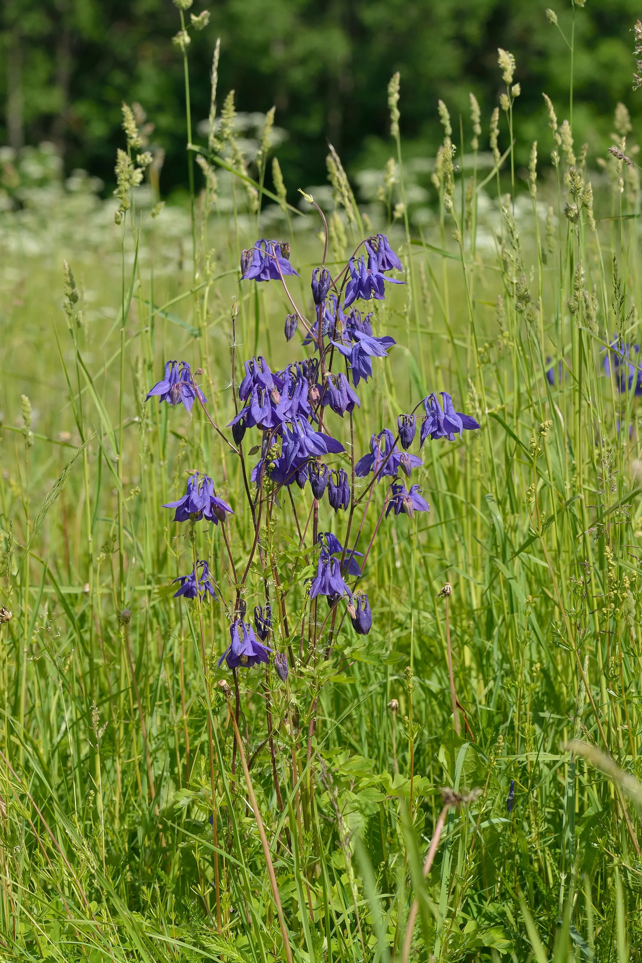 Photo showing: Aquilegia vulgaris - Niitvälja, Northwestern Estonia