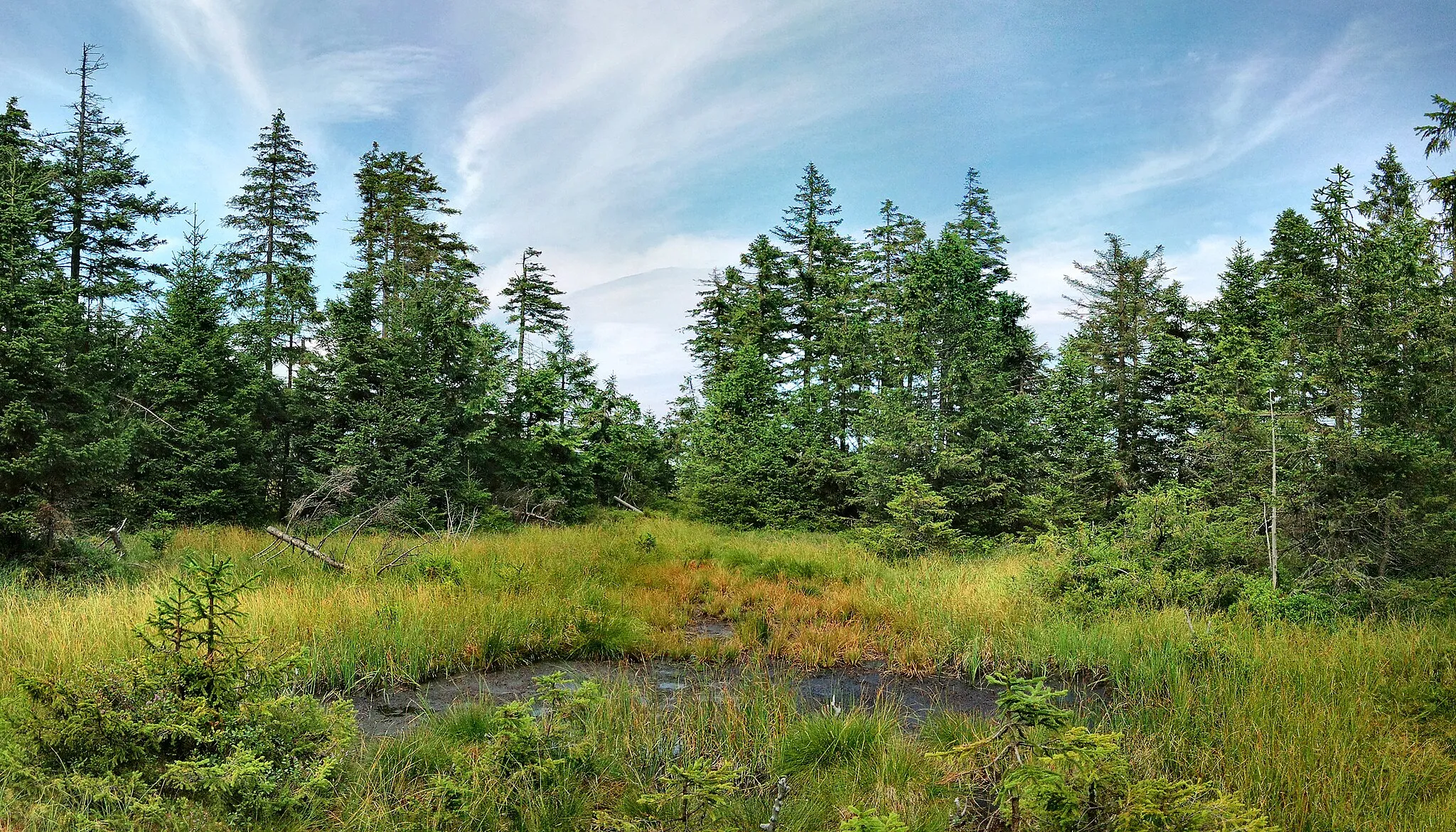 Photo showing: Summit of Smrk in Rychleby Mountains.