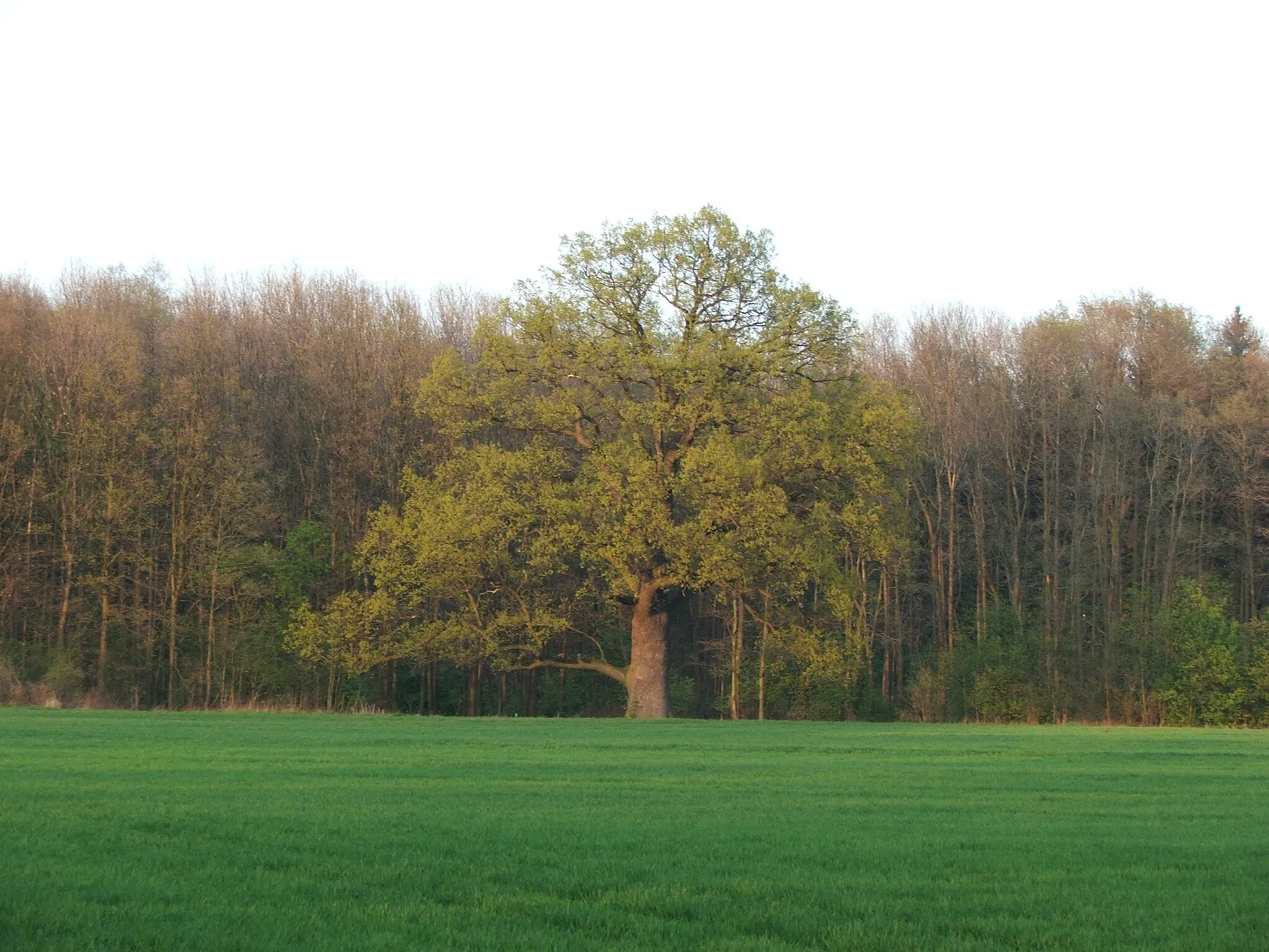 Photo showing: 440-letni dąb w Wawrzeńczycach