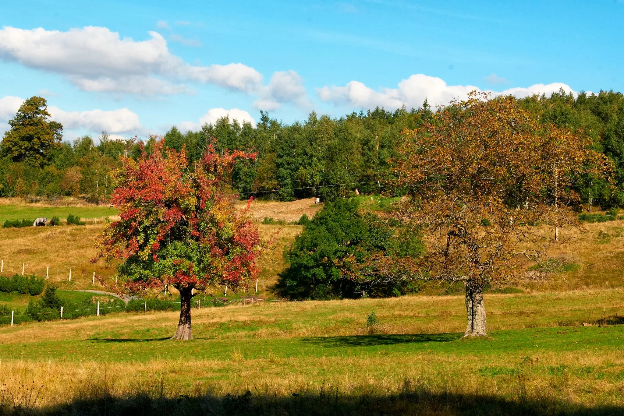 Photo showing: Czerniawa-Zdrój - jesień