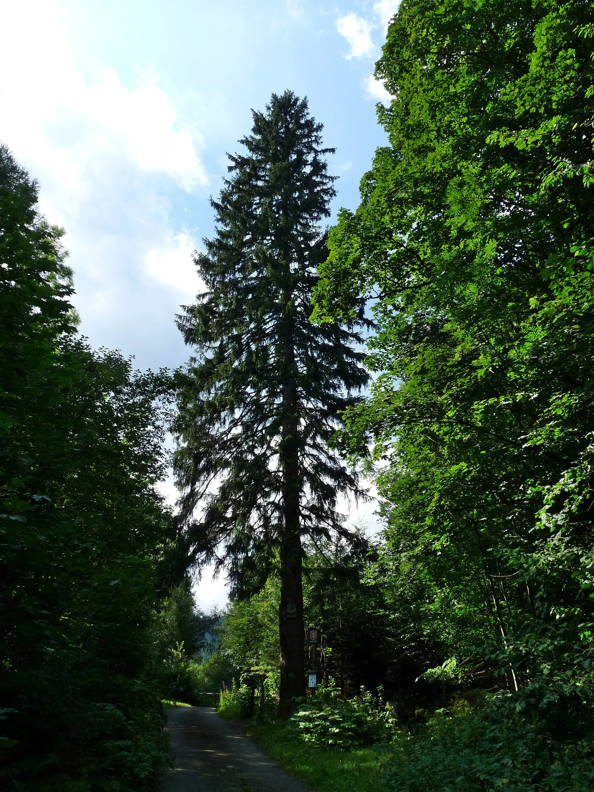 Photo showing: Smrk u obrázku na Miroslavi (Spruce at the Picture at Miroslav), a famous tree in the village of Lipová-lázně, Jeseník District, Olomouc Region, Czech Republic.