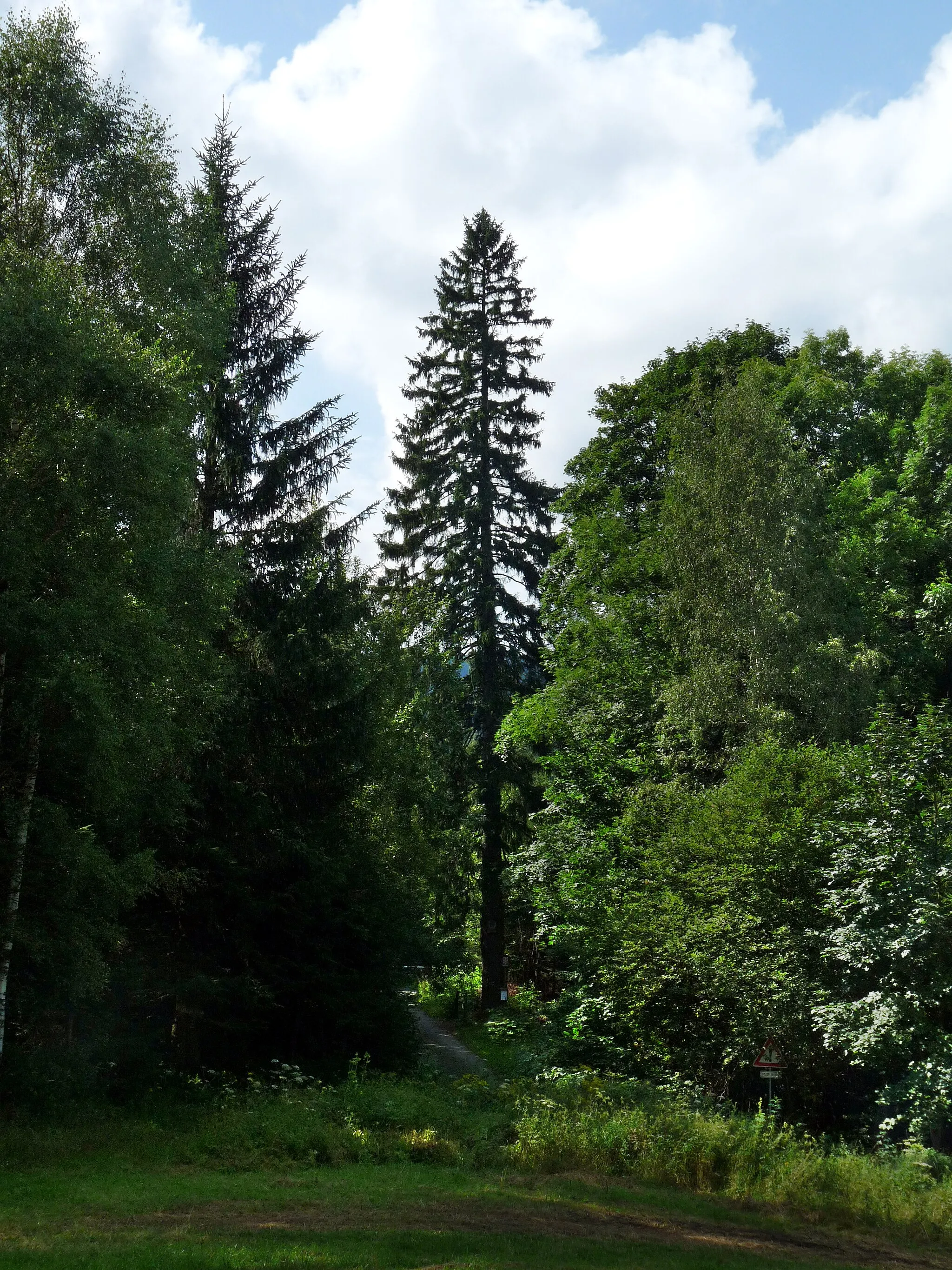 Photo showing: Smrk u obrázku na Miroslavi (Spruce at the Picture at Miroslav), a famous tree in the village of Lipová-lázně, Jeseník District, Olomouc Region, Czech Republic.