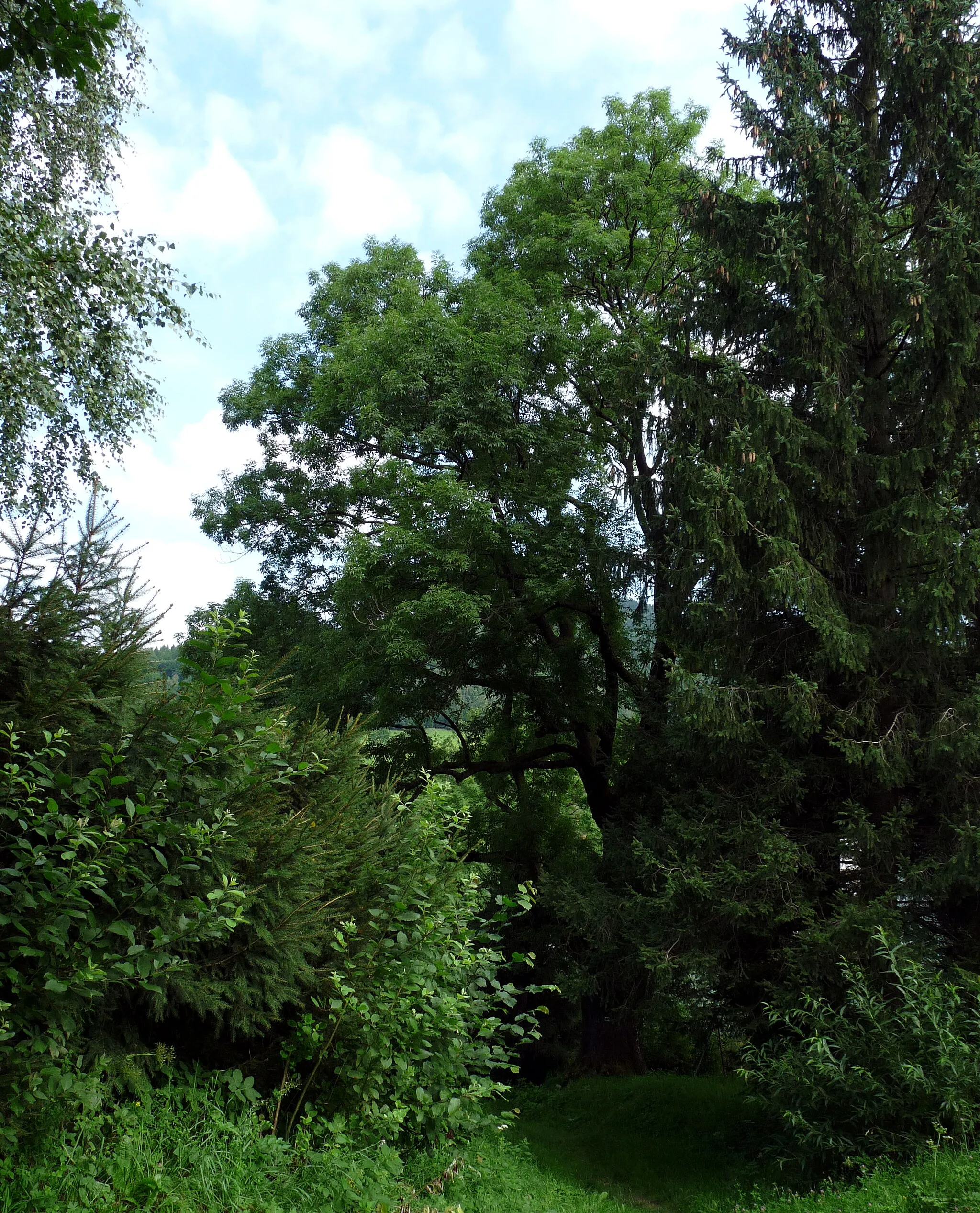 Photo showing: Jasan nad kostelem (Ash Below the Church), a famous tree in the village of Lipová-lázně, Jeseník District, Olomouc Region, Czech Republic.