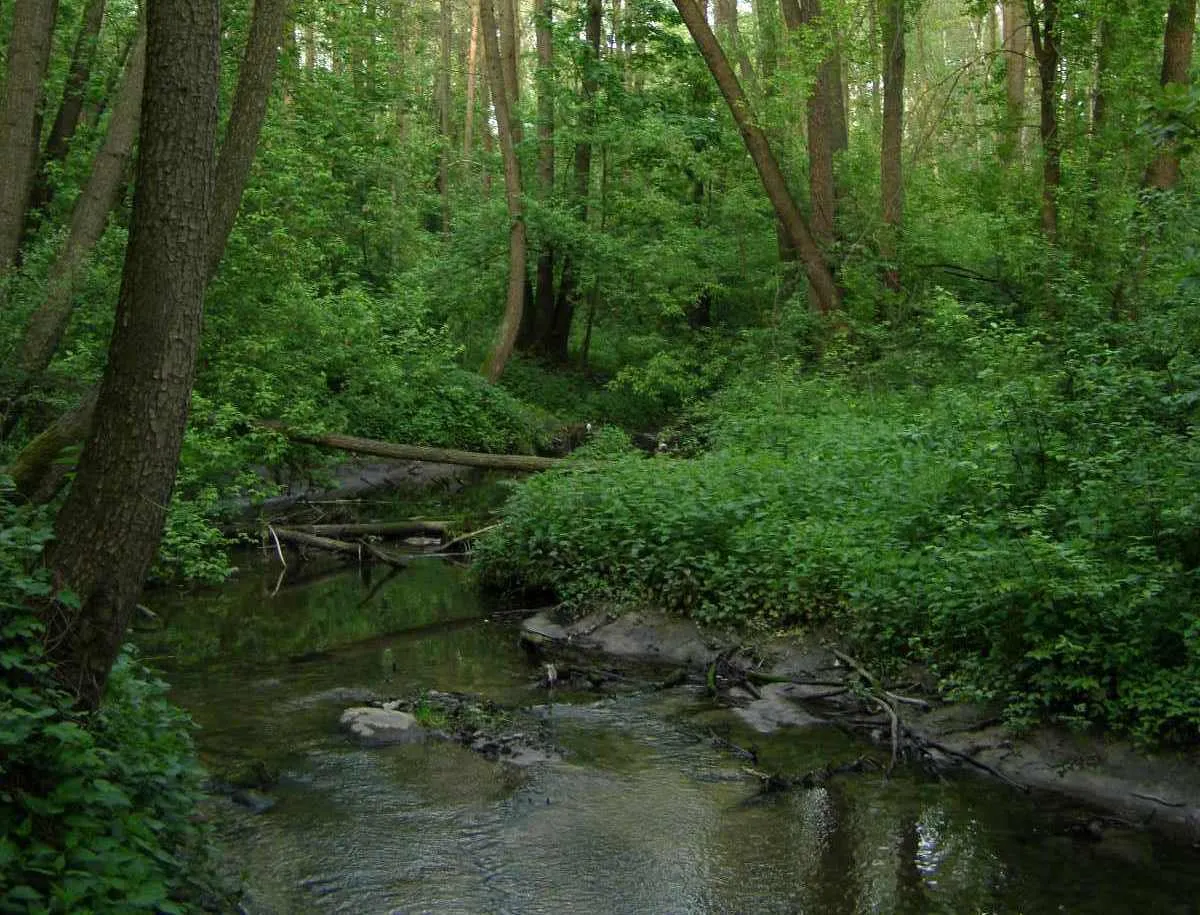 Photo showing: Srebrna river, Poland Rzeka Srebrna na terenie Leśnictwa Stankowizna pod Mińskiem Mazowieckim