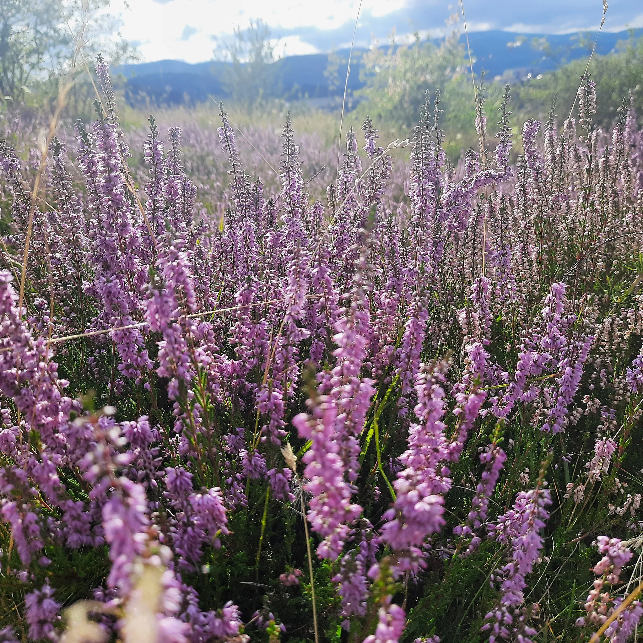 Photo showing: Blooming heaters (Calluna vulgaris) on Bloom Mountain (pol. Łysa Góra, Łysajka) in Bielawa (Poland).