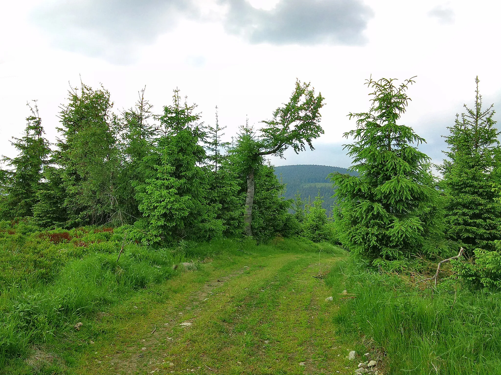 Photo showing: Srázná in Králický Sněžník Mountains