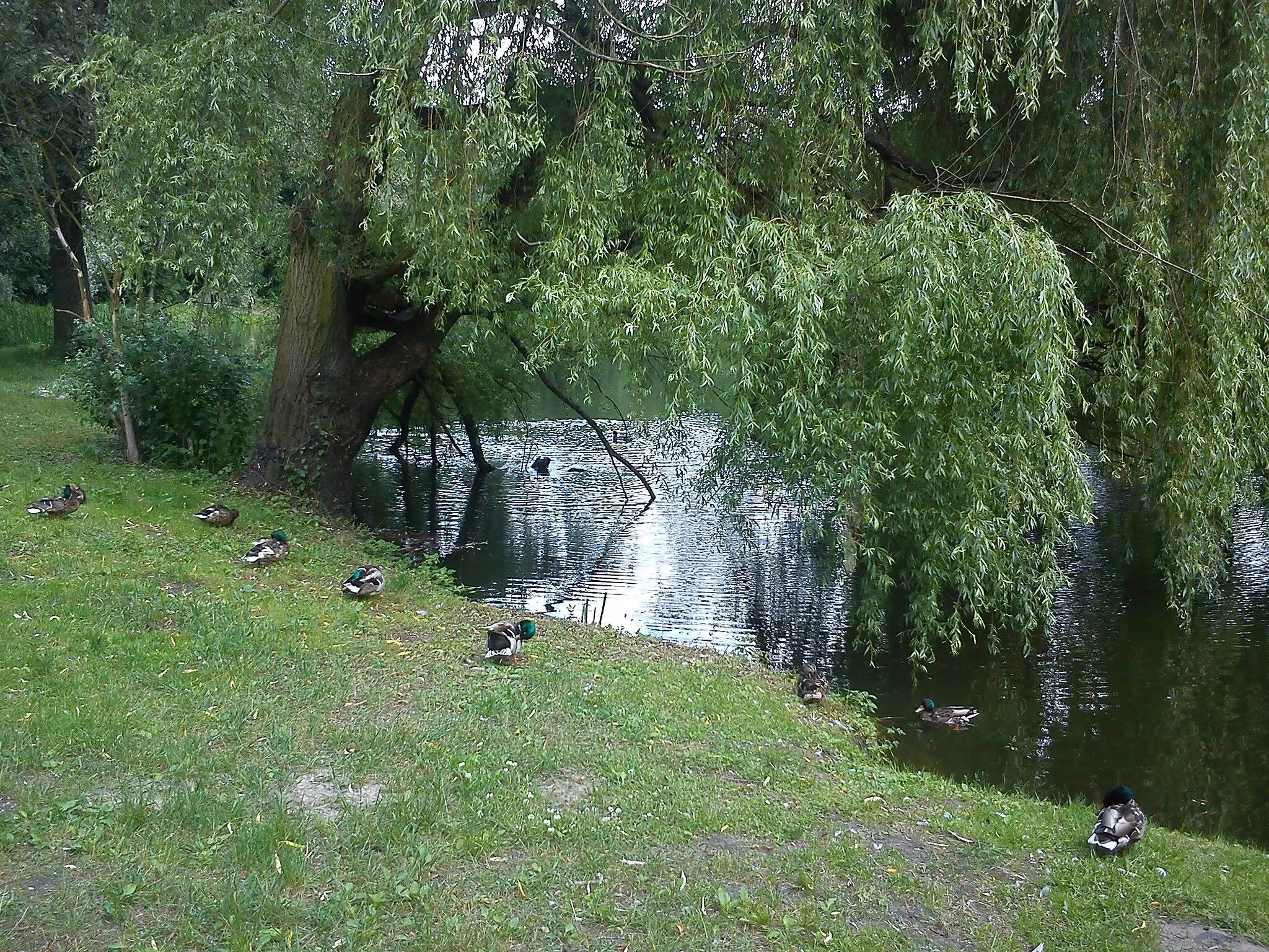 Photo showing: Park Dębina - Poznań.
