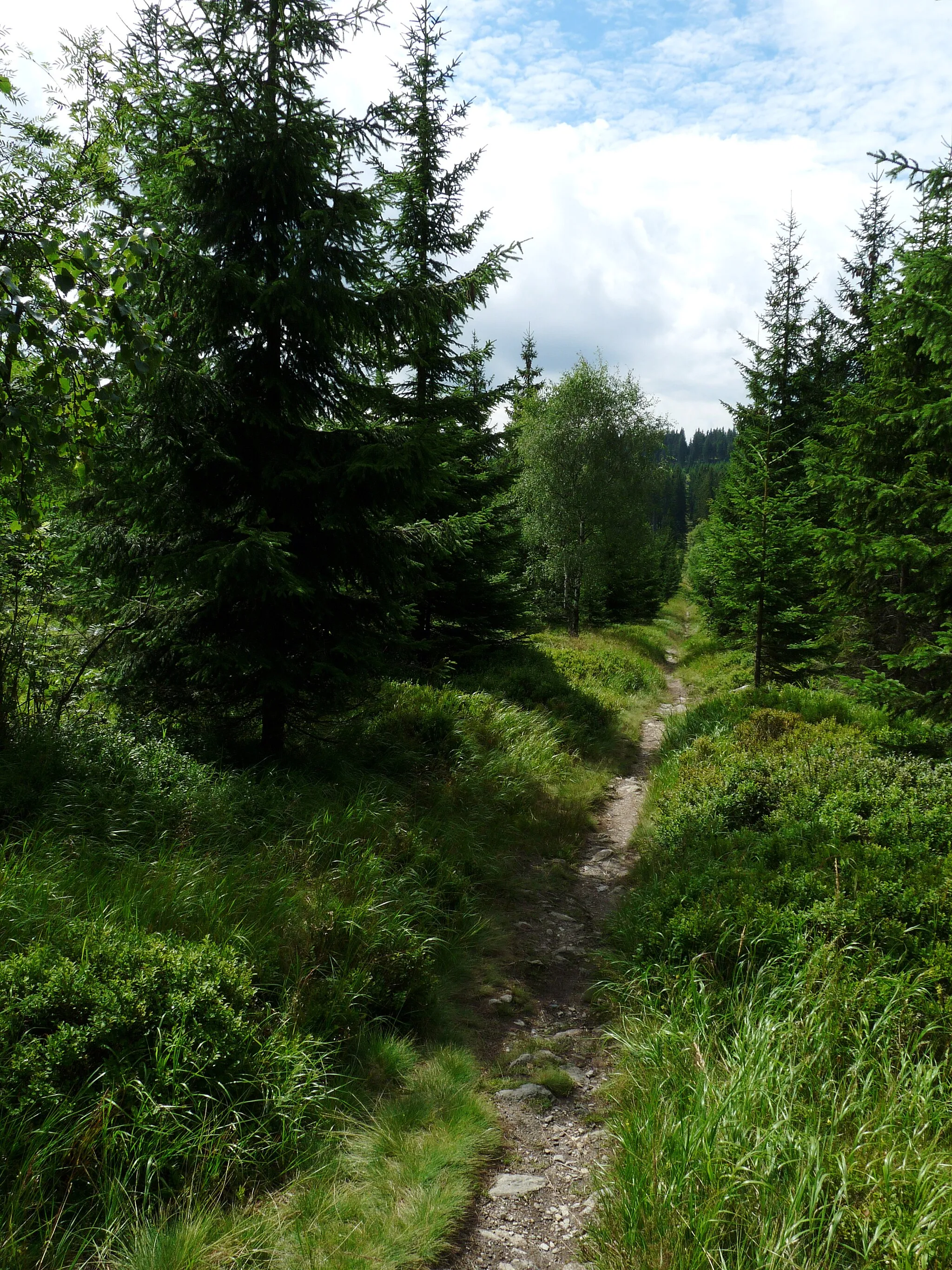 Photo showing: Path going from Černá skála towards Šeřín, both peaks in the Giant Mountains, Czech Republic.