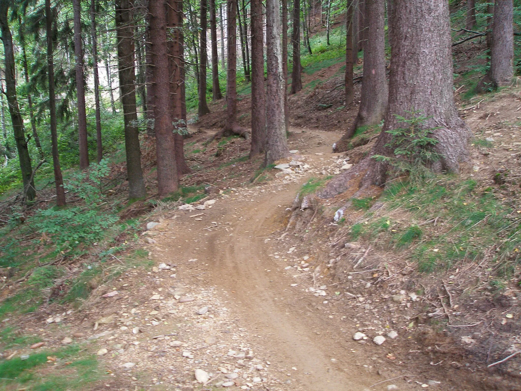 Photo showing: Singltrek pod Smrkem, Jizera Mountains, Lázně Libverda