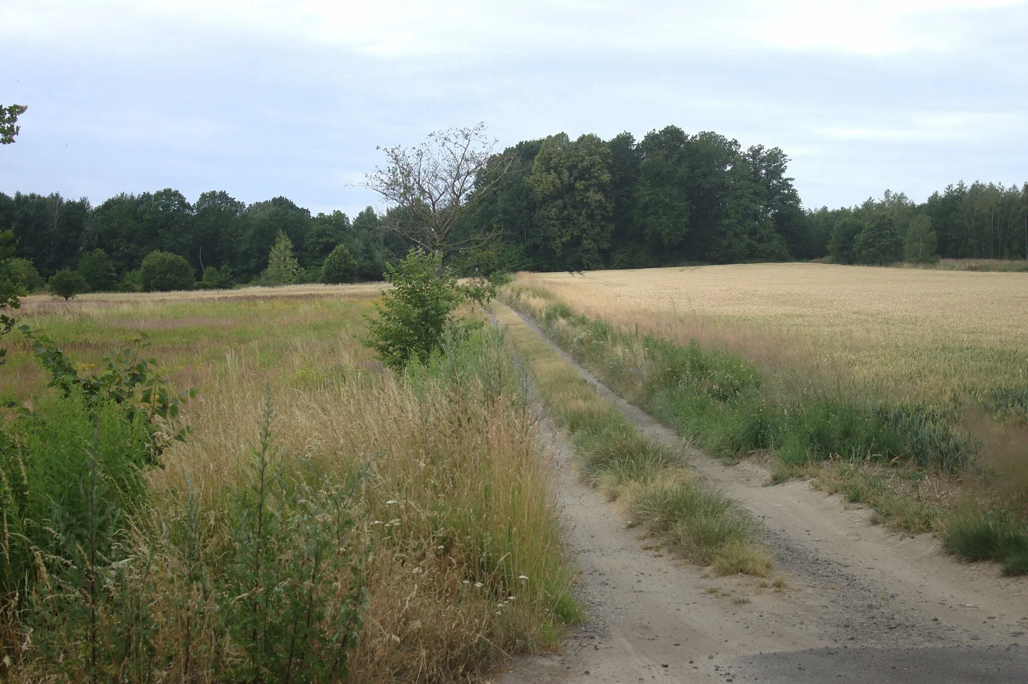 Photo showing: This photograph was created as a part of Wikiexpedition Lower Silesia, a project supported by Wikimedia Poland grant.