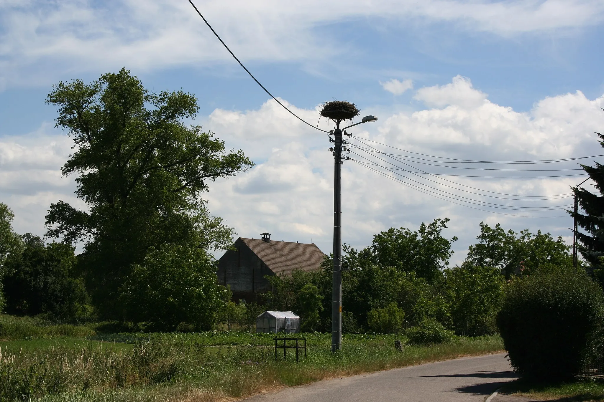 Photo showing: Gniazdo bociana białego w Miłochowie