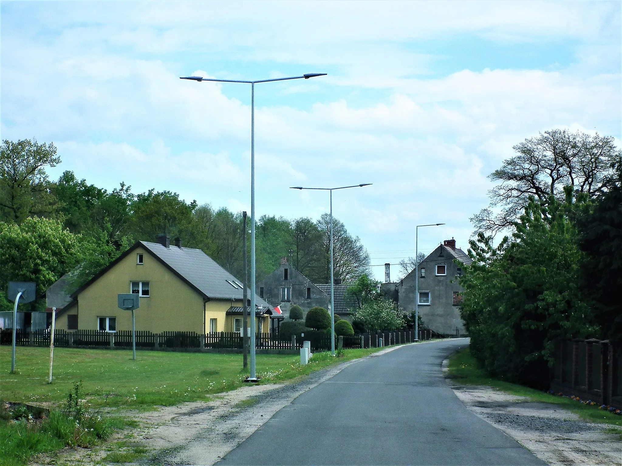 Photo showing: Borówki w gm. Gromadka.
